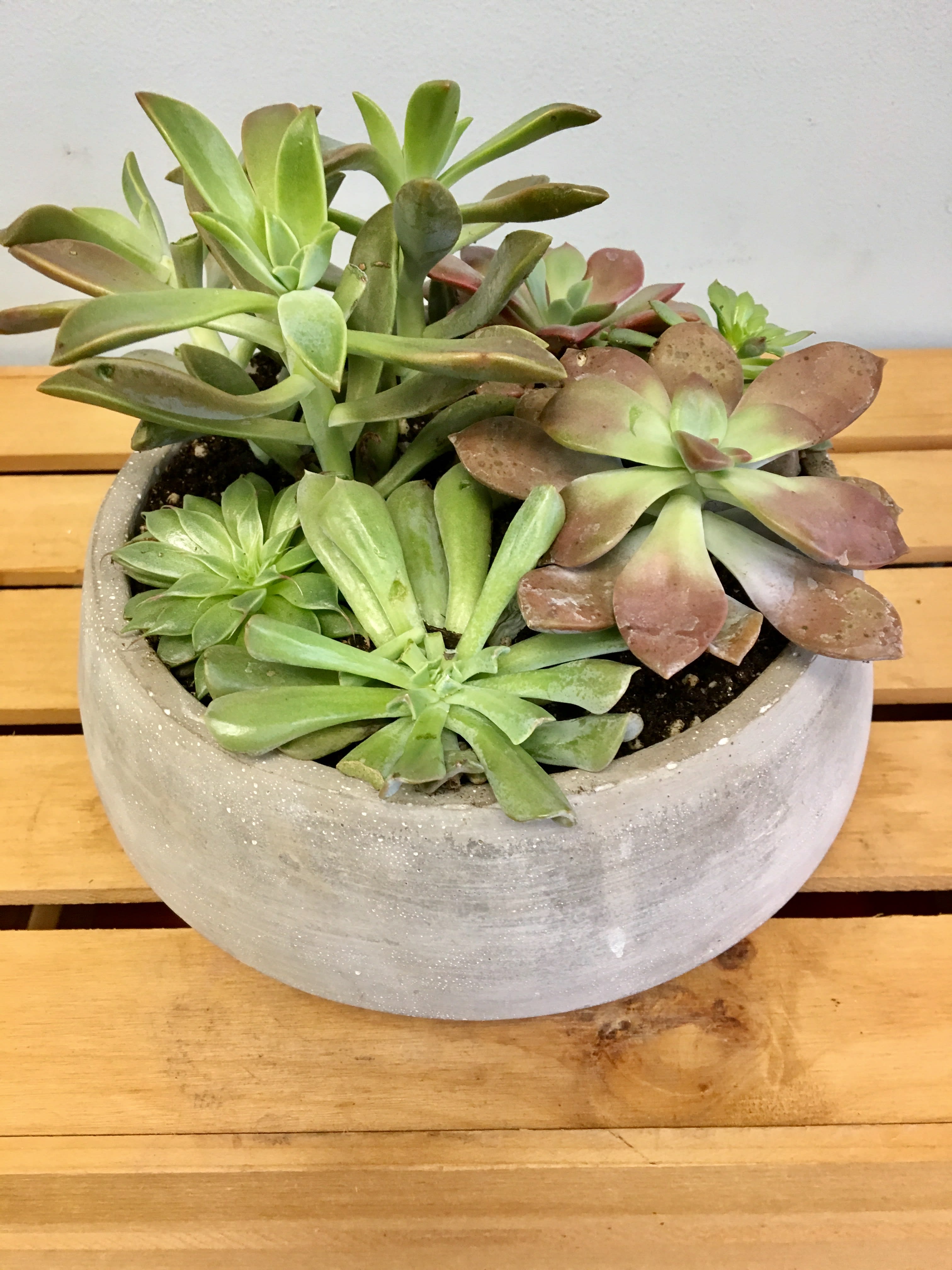 stone succulent pot