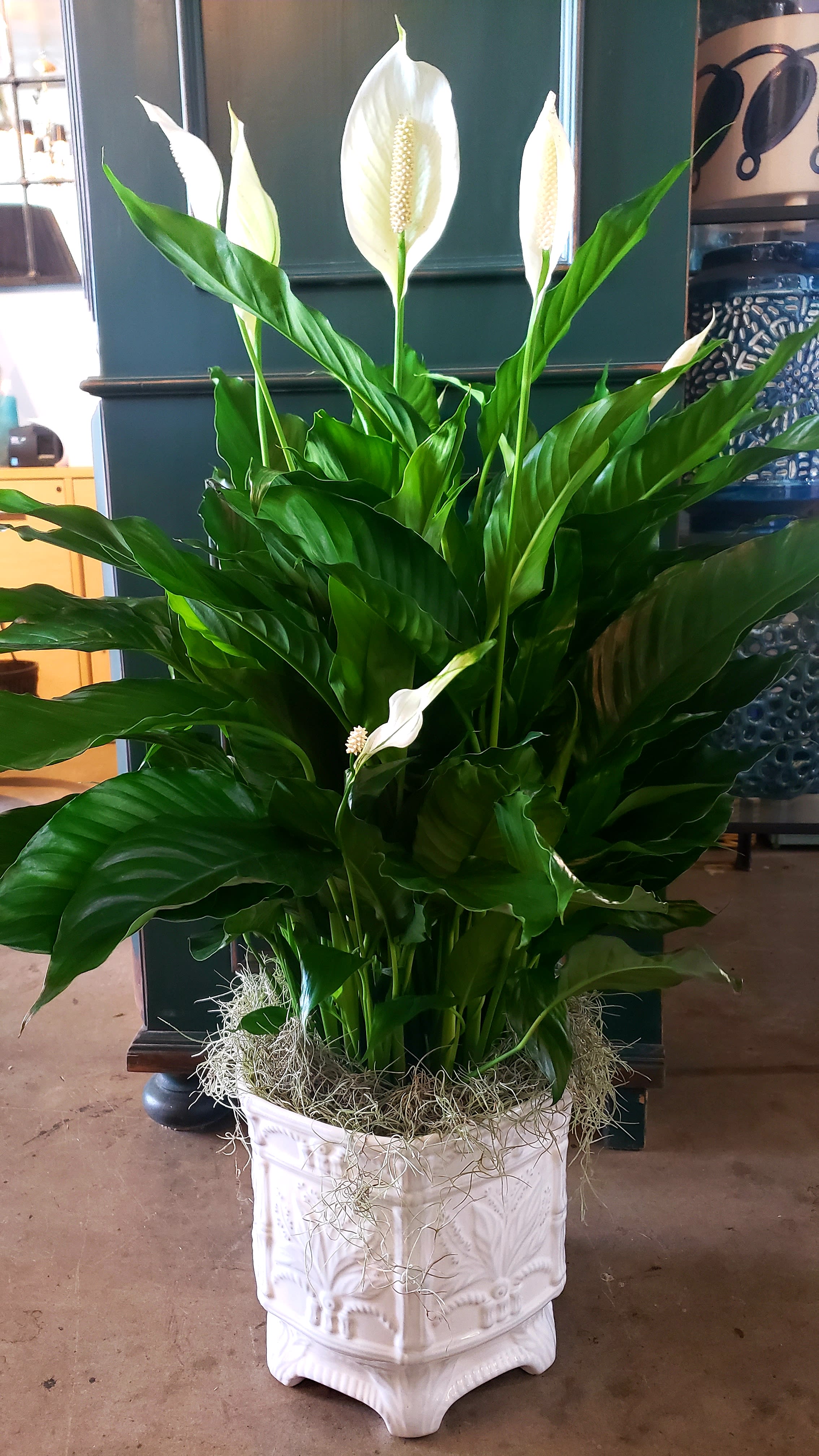 Classic Spathiphyllum Plant in West Palm Beach, FL | Belden's Florist