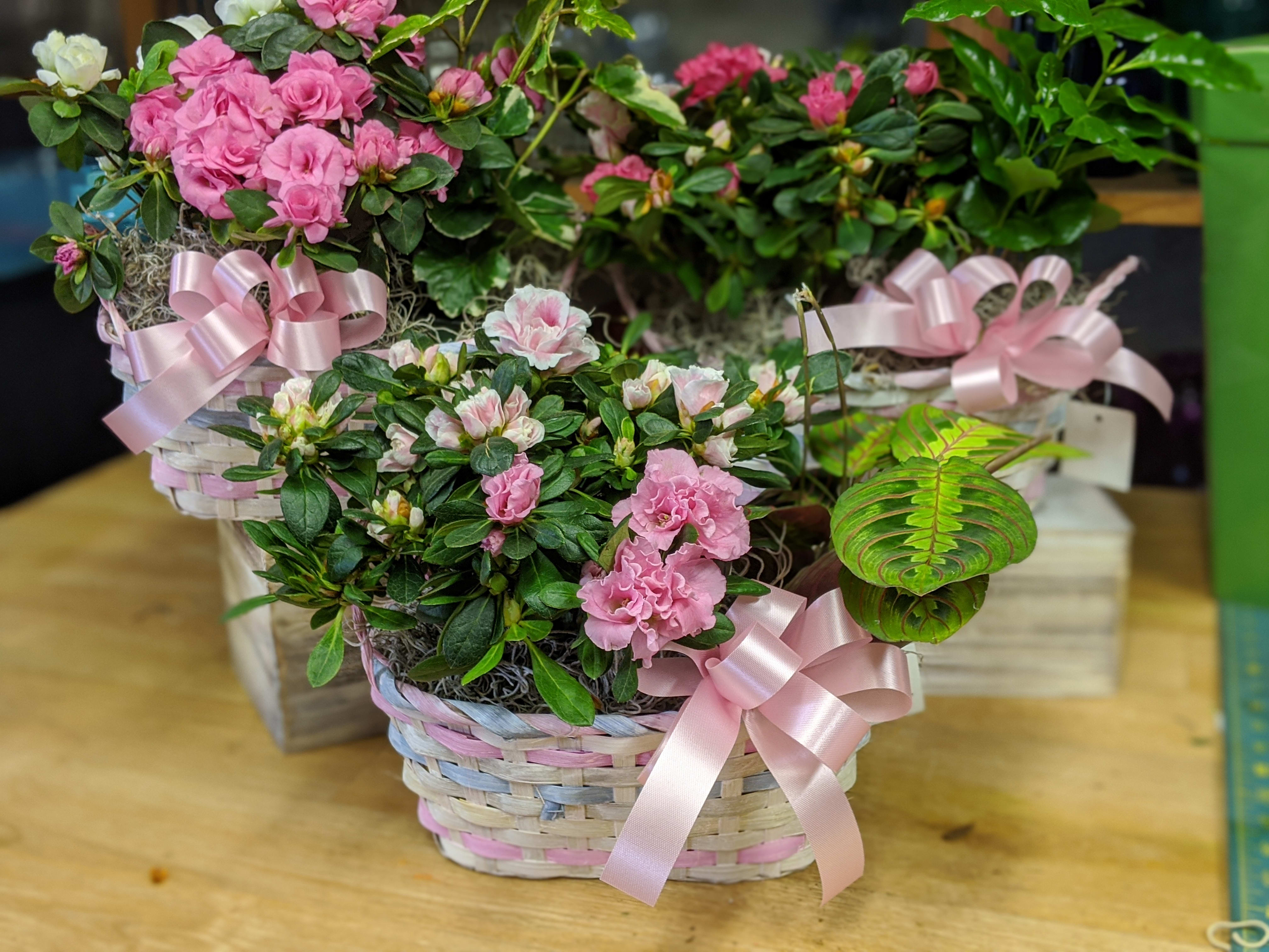 Indoor Plant Baskets in Kent, WA Remble Bee Botanical Designs