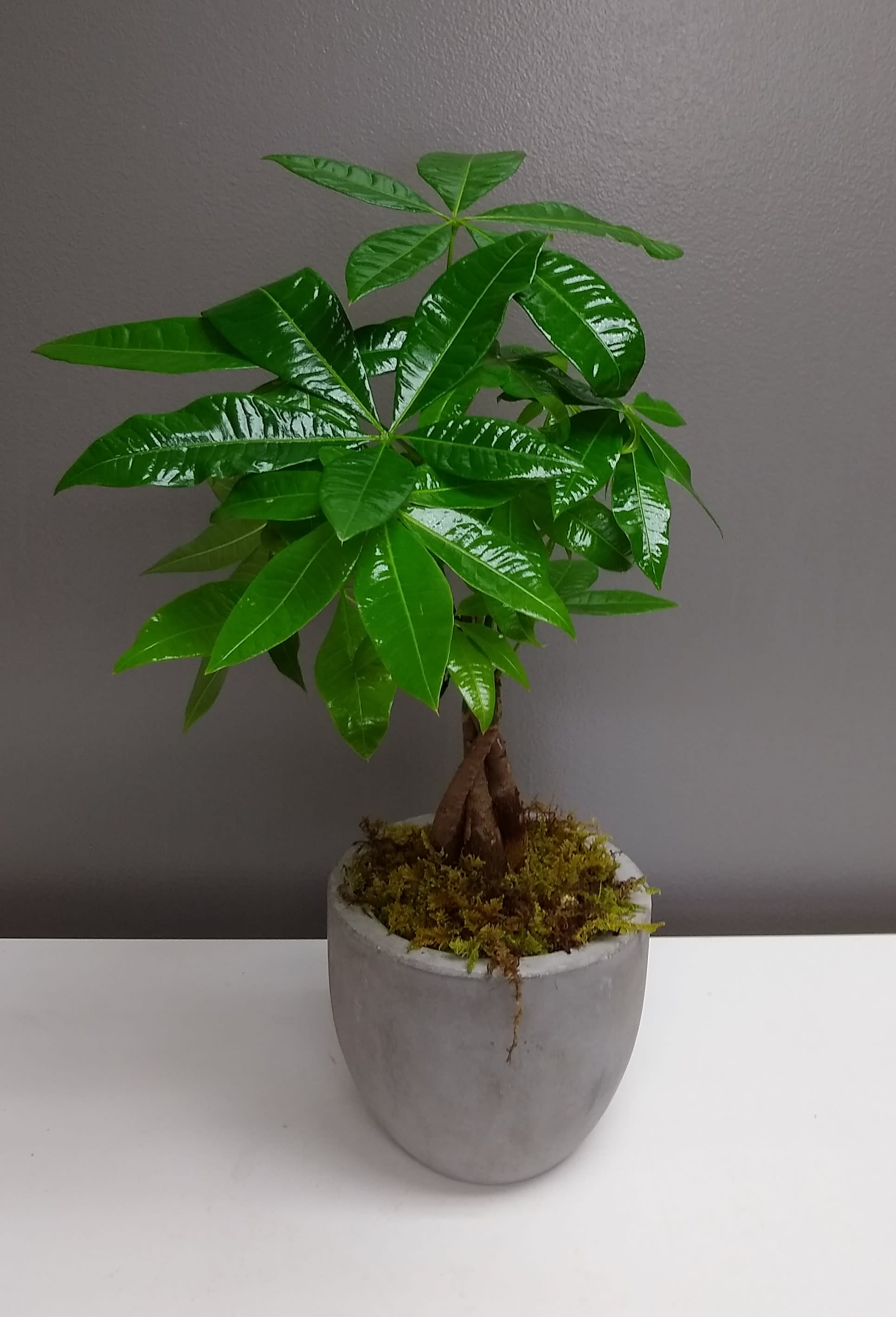 Miniature Money Tree  - The Money Tree or Pachira is thought to bring good fortune and luck.   *****Local Delivery Only Fairfield County Area. Connecticut 