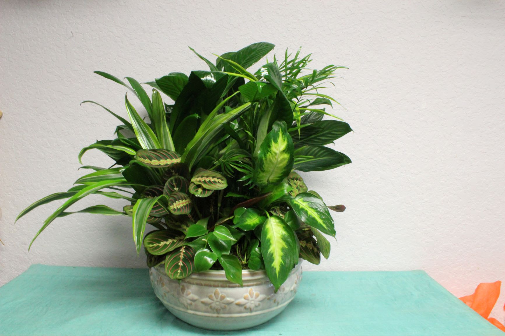 Large Dish Garden - An assortment of green plants in a ceramic planter.