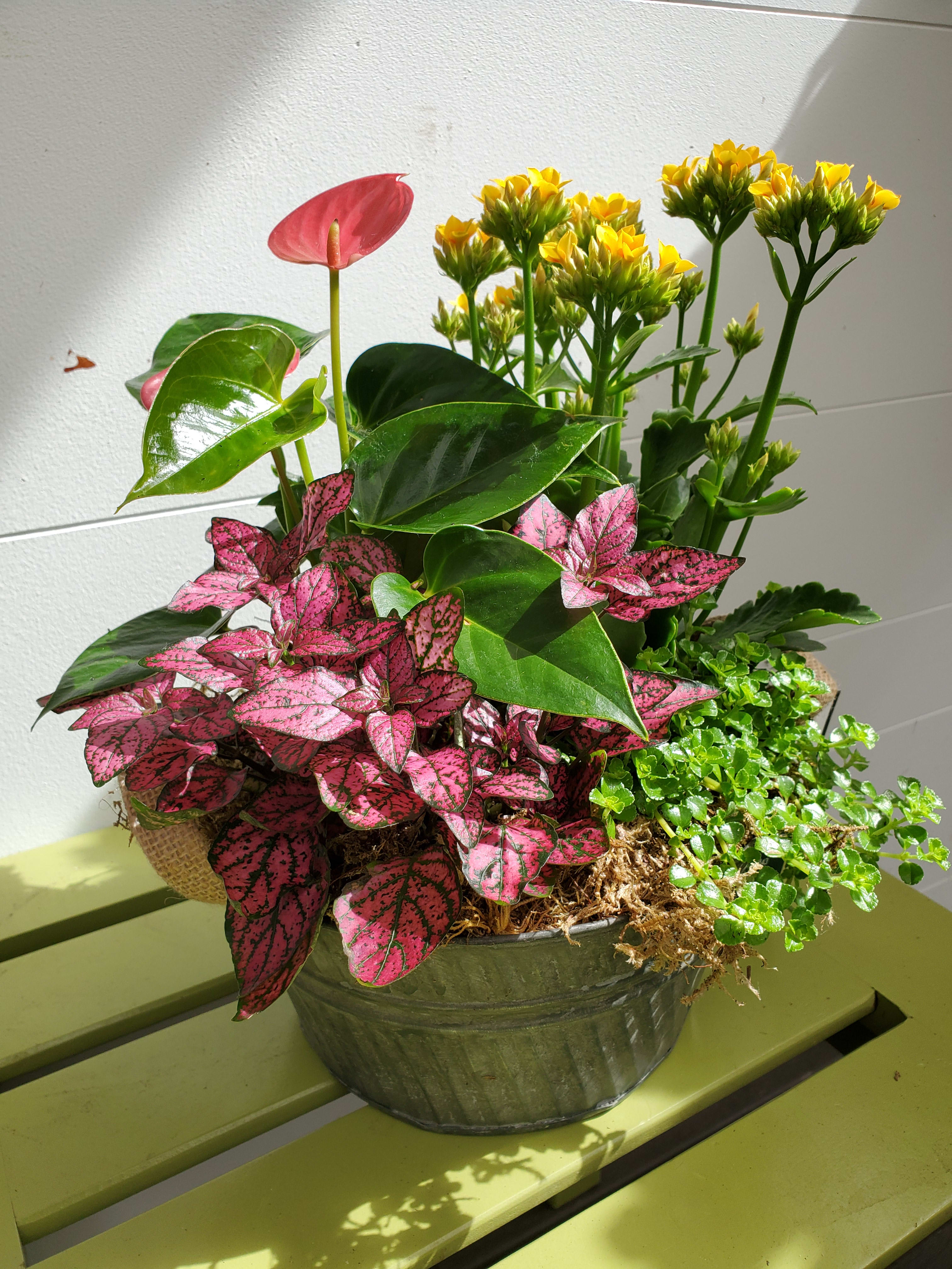 Blooming plant Combo in Sumner, WA Windmill Floral Studio