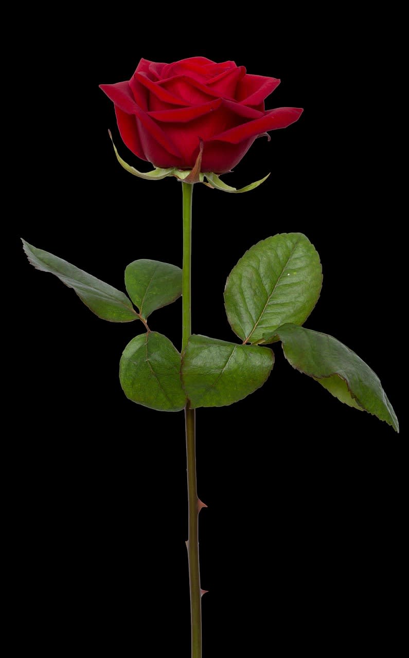 One in a Million Long-Stem Rose - Please Note Red, White, or Pink. Red is Default - One single long-stem rose 50-60cm long delivered in a water tube and wrapped in paper for stability. Please note, the paper wrapping is sturdy tan paper to prevent the stem from easily snapping. Please note, all long-stem roses are liable to snap if not handled carefully. Unless otherwise noted, thorns and leaves will be removed.