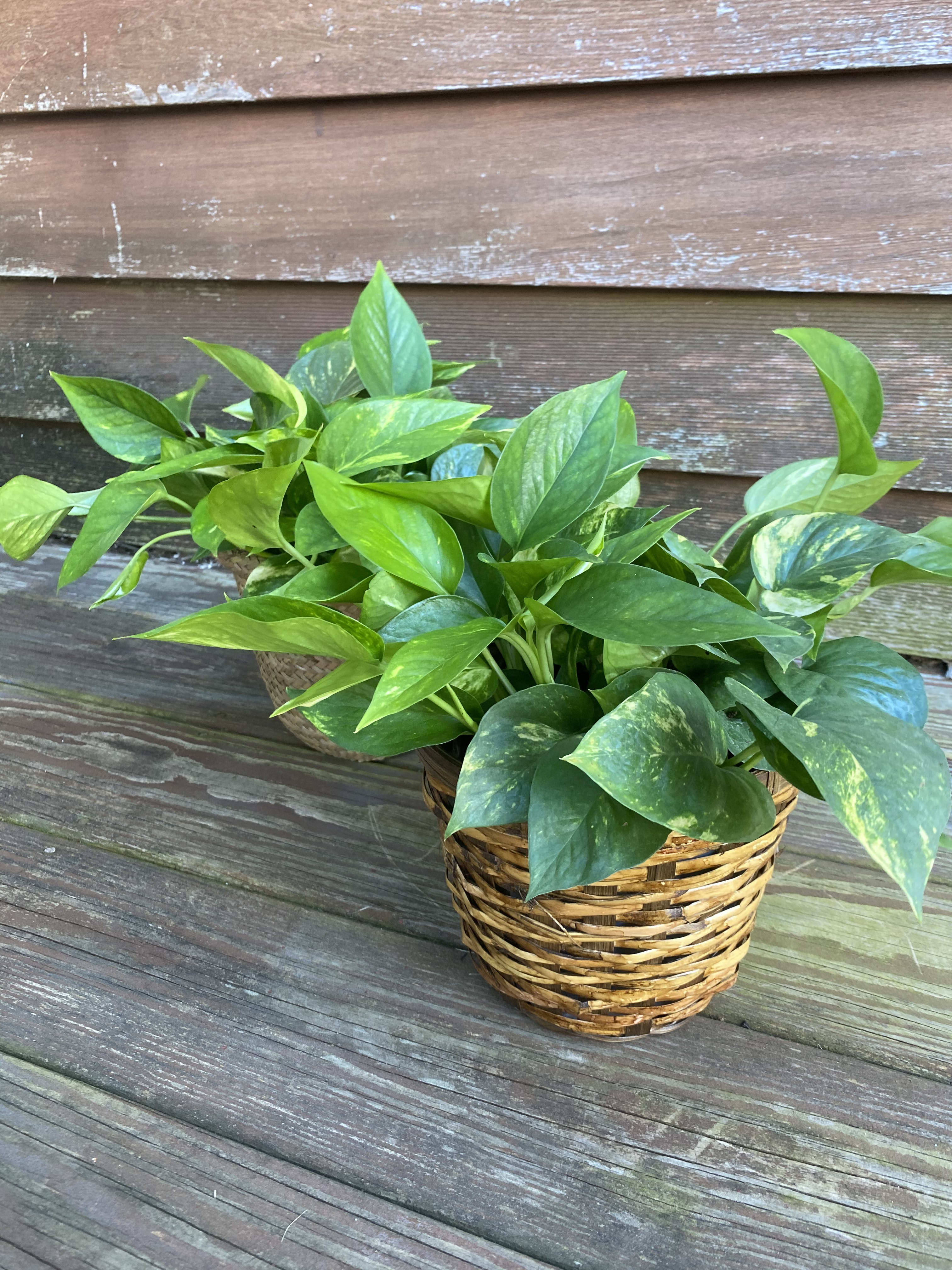 6&quot; Golden Pothos with Basket - 1 available - Another one of our &quot;hard to kill&quot; houseplant offerings! The pothos is a classic beginner  houseplant for people with thumbs of any color, great for any occasion. Everyone should have one! Mildly toxic to pets. To find out what other houseplants we have in our inventory, give us a call - 610-458-3475