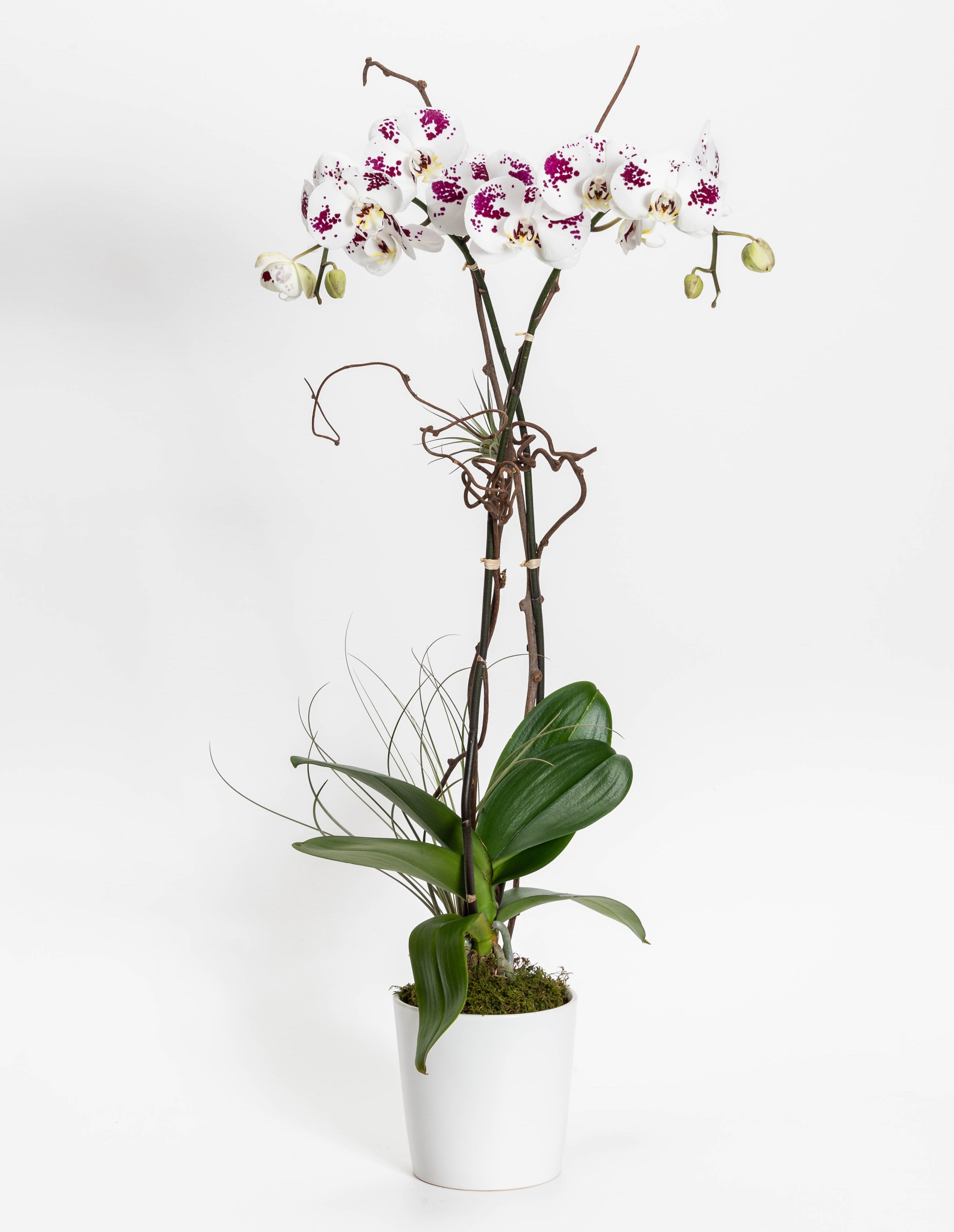 White Purple Spotted Orchid In West Palm Beach Fl Love S Flower Shop White Purple Spotted Orchid In West Palm Beach Fl Love S Flower Shop