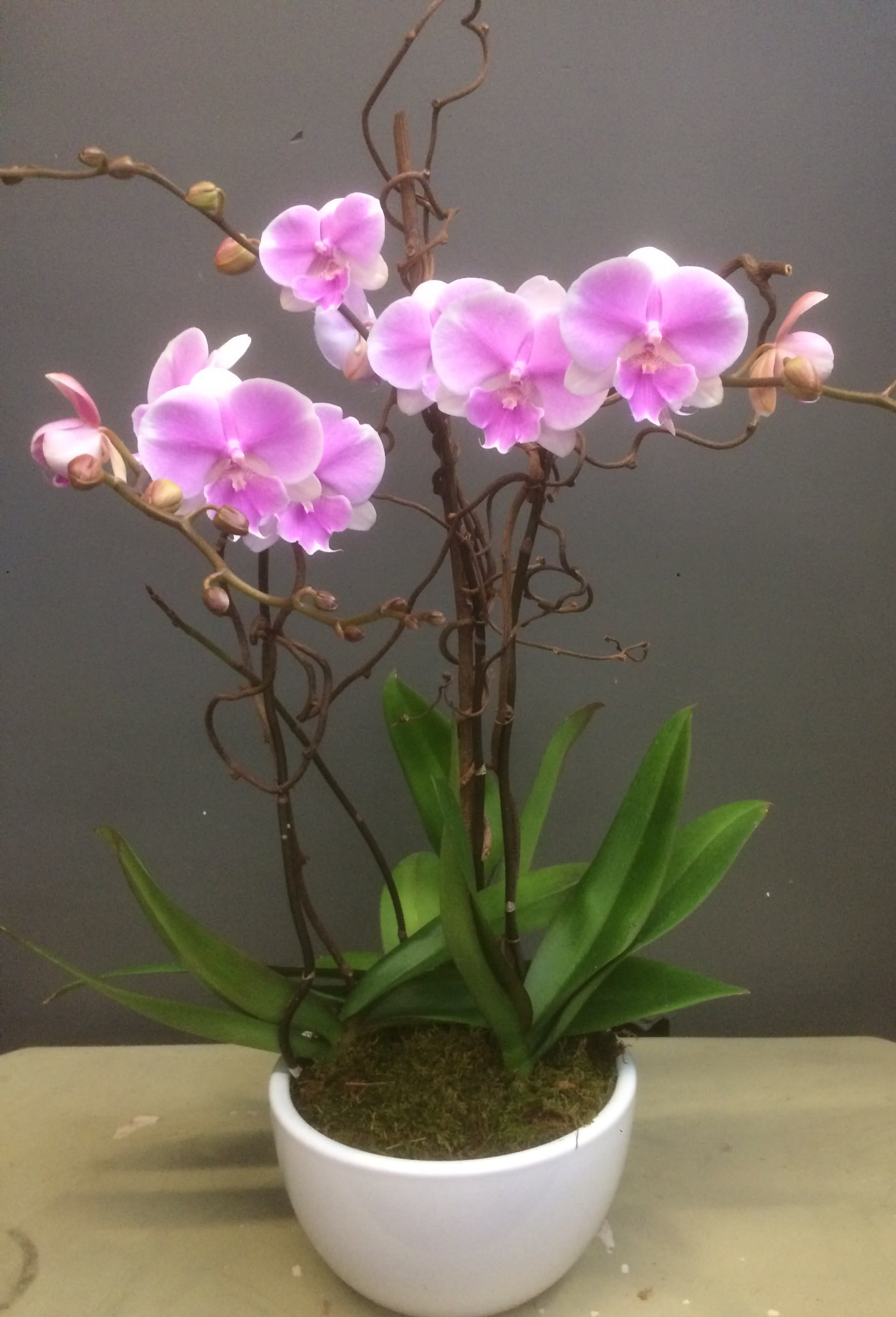 Phalaenopsis Pink Fever #1 Phalaenopsis Pink Fever #1 - Three Phals. Orchid in one ceramic bowl arrangement.