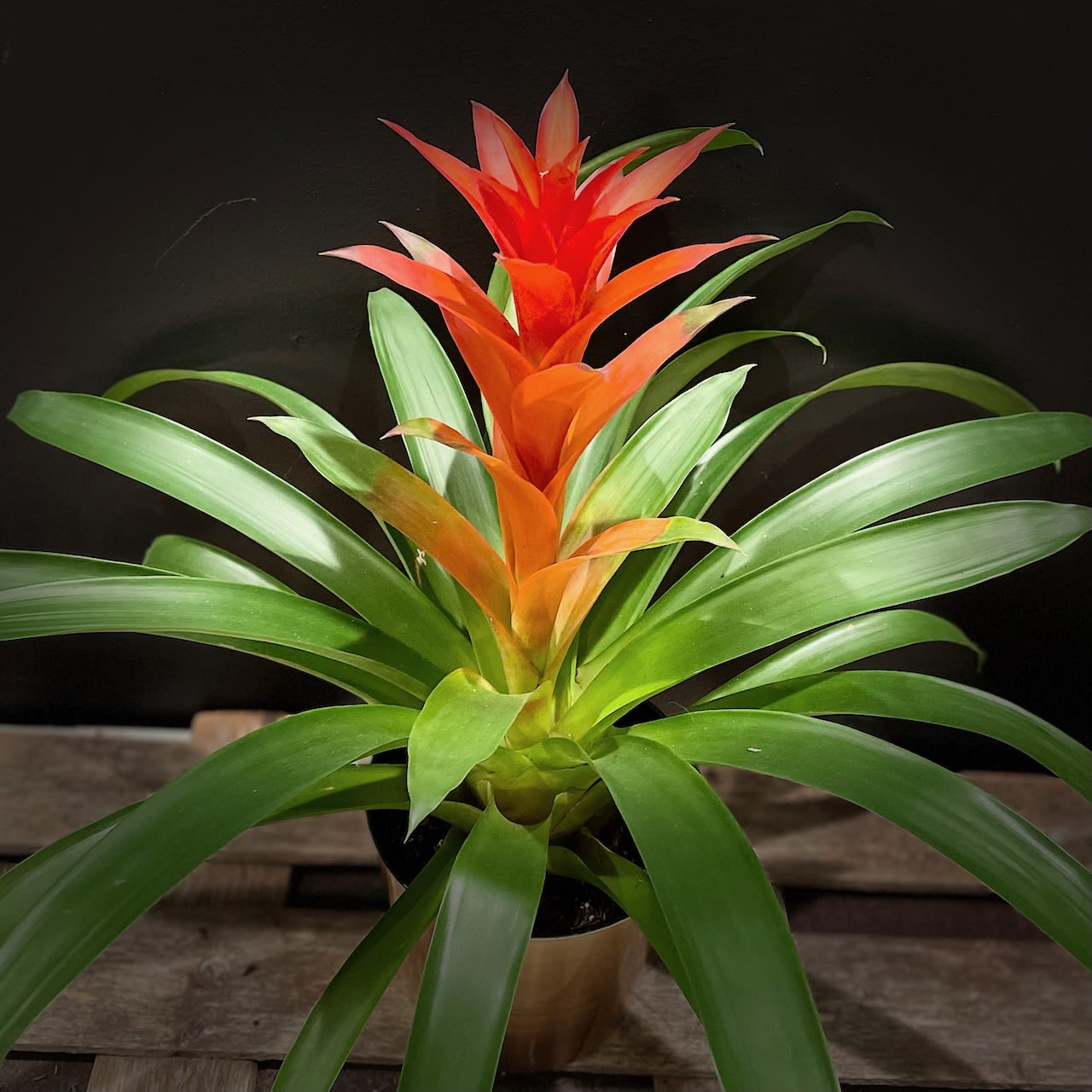 Beautiful Bromeliad--Guzmania in St. Peter, MN | Sweet Alice