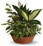 Mixed Garden Planter Mixed Garden Planter - Perfect at home or the office. Many of our customers send this plant as a condolence. *Slight Substitutions may be made, but we always fill your order to value and maintain the integrity of your order.