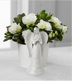 Light the Way Azalea Angel Planter - The Light the Way Azalea Angel Planter is a beautiful way to send your special recipient inspiration and support. A stunning azalea plant displays fresh white ruffled blooms amongst lush green foliage to create a peaceful and powerful display. Presented in a designer white ceramic container with a full angel figurine standing at the front crafted in graceful lines to elegantly fit into any interior décor, this fresh blooming plant will make an excellent get well, sympathy, or thinking of you gift. Plant measures 4.5-inches in diameter. Your purchase includes a complimentary personalized gift message.