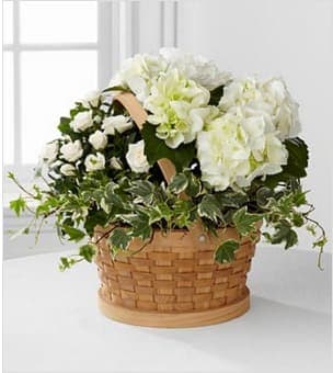 Whispers of Peace Sympathy Basket - The Whispers of Peace Sympathy Basket is a beautiful and uplifting way to offer your condolences for their loss. A 4.5-inch white mini rose plant, a white hydrangea plant and an ivy plant are brought together in a gorgeous natural woven handled basket to create an elegant presentation of peace and hope. Your purchase includes a complimentary personalized gift message.