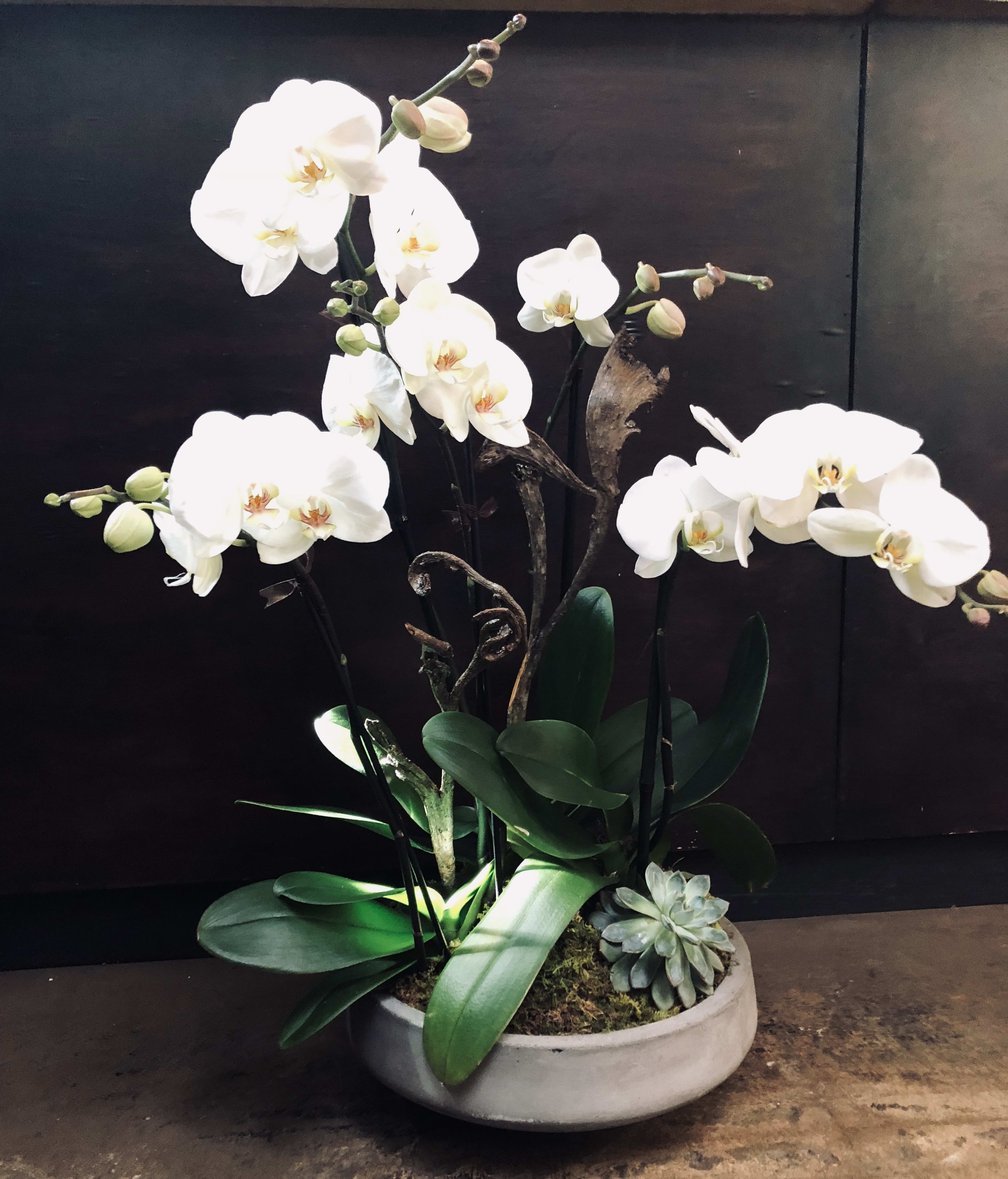 Premium White Phalaenopsis Orchids With Succulent In Mill Valley Ca Green Door Design