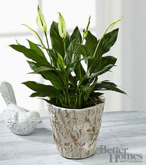 The Peace You Seek Peace Lily Plant by Better Homes and Gardens® -  proudly presents the Better Homes and Gardens® Be the Peace You Seek Peace Lily Plant. The perfect indoor plant for any setting, this lush and simply gorgeous blooming plant will bring light and life to their indoor decor. Known for their cupped white flowers that blossom above its gently arching lush green foliage, this plant is a time honored symbol of calm, presence, and peaceful thoughts. Presented in a designer weathered oak inspired clay container adding its texture and overall look, this plant will send your warmest wishes with its long lasting and enduring beauty, making it a wonderful thank you, sympathy, or housewarming gift. Plant measures 3-inches in diameter. Your purchase includes a complimentary personalized gift message.
