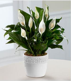Calming Grace Peace Lily Plant - The Calming Grace Peace Lily Plant is an exceptional blooming plant that is a wonderful gift for a wide variety of occasions. Known for its lush foliage and brilliant white flowers, this spathiphyllum plant is a hardy indoor plant that is both beautiful and generally easy to care for. Presented in a designer white ceramic container, this blooming plant will brighten their day whether you are sending it as a thank you gift, a get well gift, to offer your congratulations or to extend your deepest sympathies. 4.5-inches in diameter. Your purchase includes a complimentary personalized gift message.