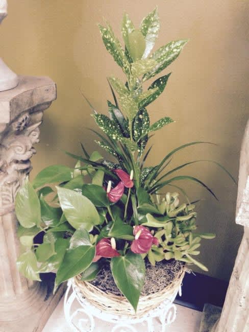 Tropical Garden - This is mix Garden Basket.