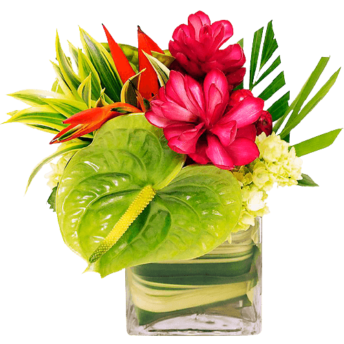Taste of the Tropics , Designer Choice - Tropical Flower arrangement . Due to current market Conditions this is not an exact image . Please realize that this is solely due to market supply issues. We will attempt to get as close to the image as possible and value will be same of higher.