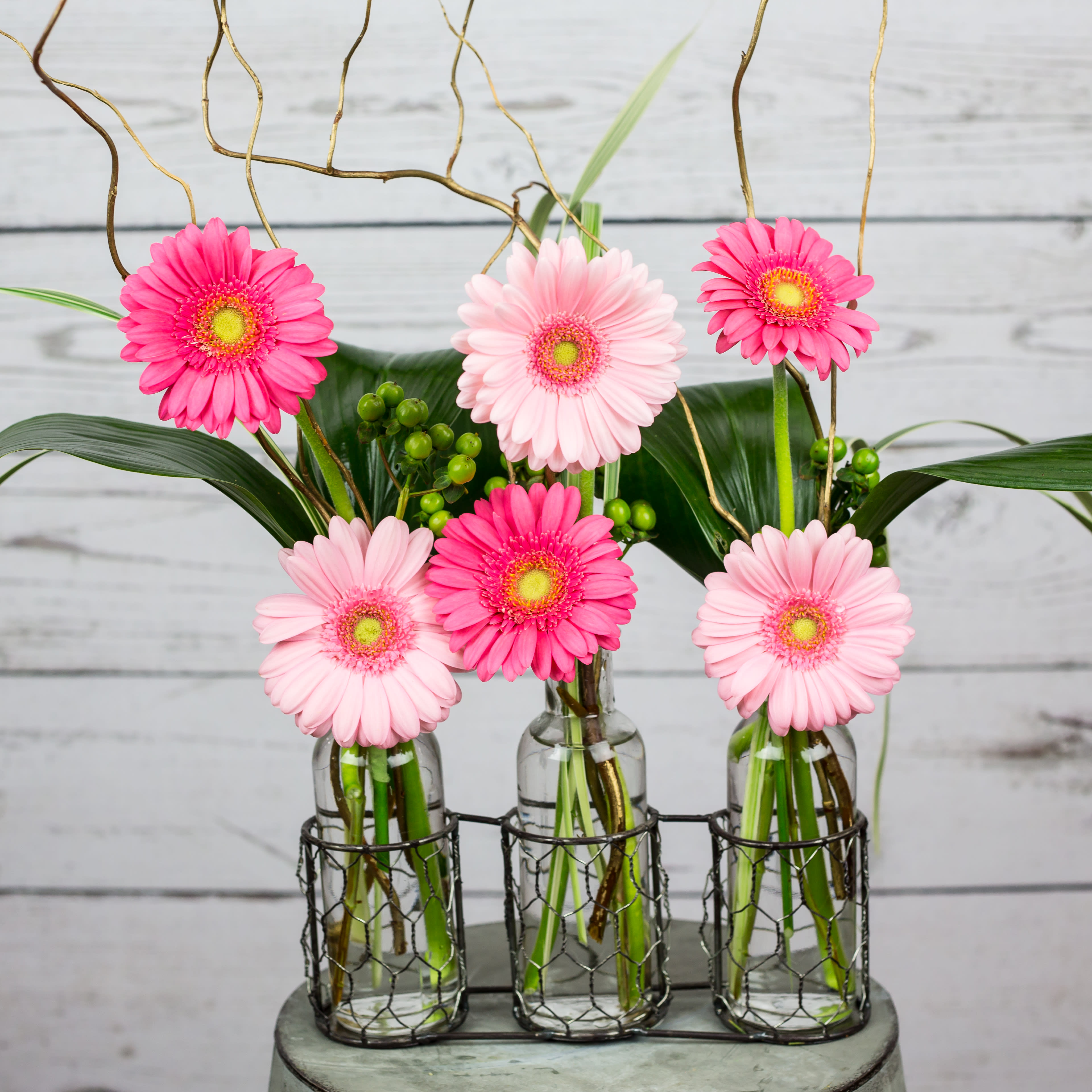 As cute as a Button in ALEXANDRIA, VA | FOXGLOVE FLOWERS