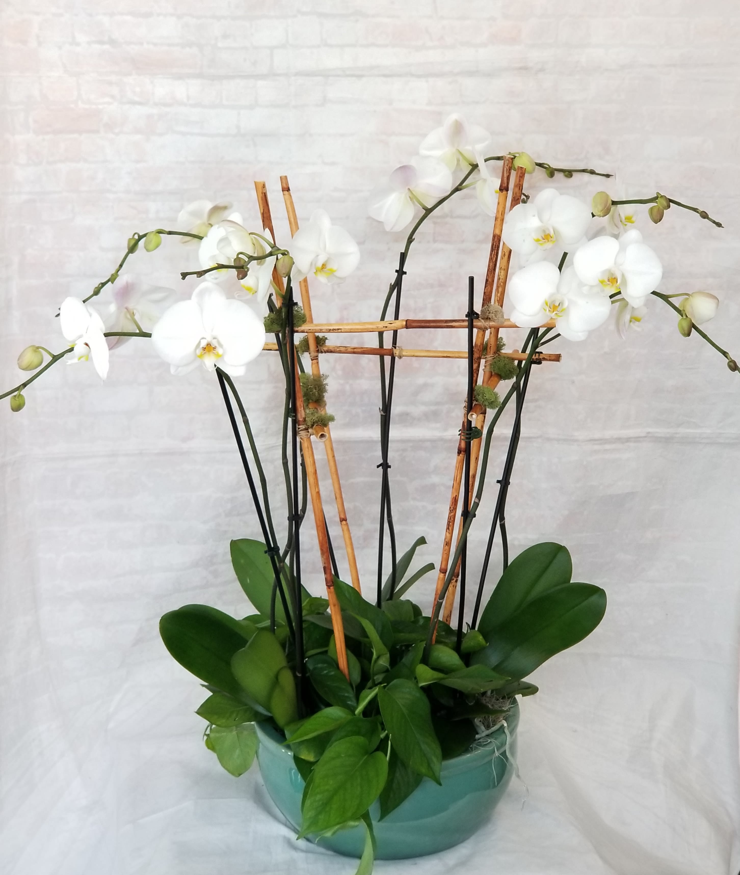 Sophisticated Orchid Planter In Davis Ca Strelitzia Flower Company