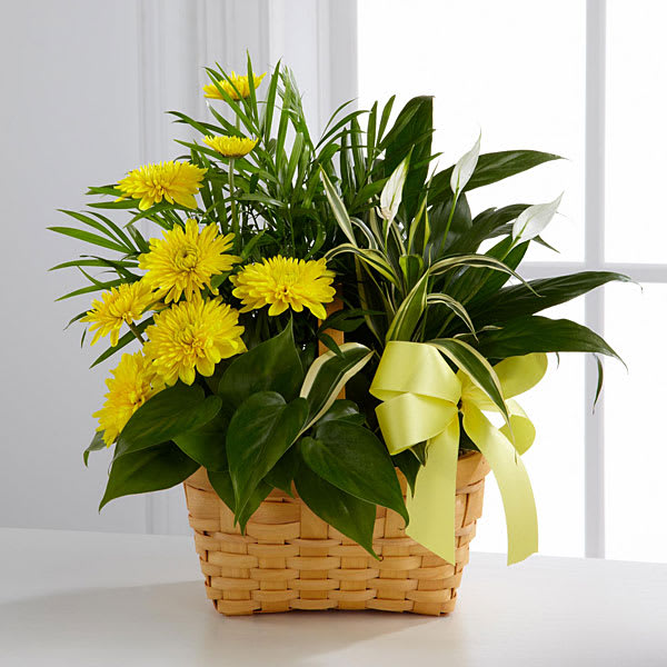 The FTD Loving Light Dishgarden - The FTD® Loving Light™ Dishgarden is a ray of hope and a beautiful symbol of eternal life offered through our finest collection of plants. A palm plant peace lily plant dracaena plant and philodendron plant create an exquisite look when brought together in a 7-inch natural woodchip basket and accented with stems of bright yellow chrysanthemums. Adorned with a yellow satin ribbon this gorgeous dishgarden will bring comfort and extend sympathy throughout the months ahead.