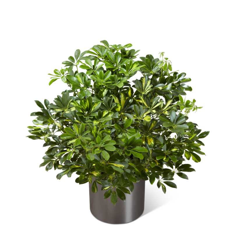 The FTD Schefflera Arboricola - The FTD Schefflera Arboricola, or more commonly known as a Dwarf Umbrella Tree, is a lush and vibrant way to bring nature into any space. This incredible plant displays its beautiful foliage presented in a round graphite container for a look of modern sophistication, making it an ideal plant suited to fit into any interior decor. 10â plant.