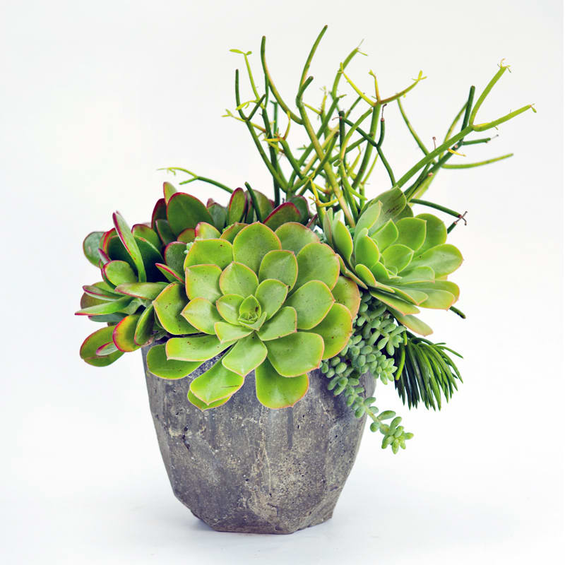Succulents Forever! - A yummy array of succulents in a contemporary cement or ceramic container.