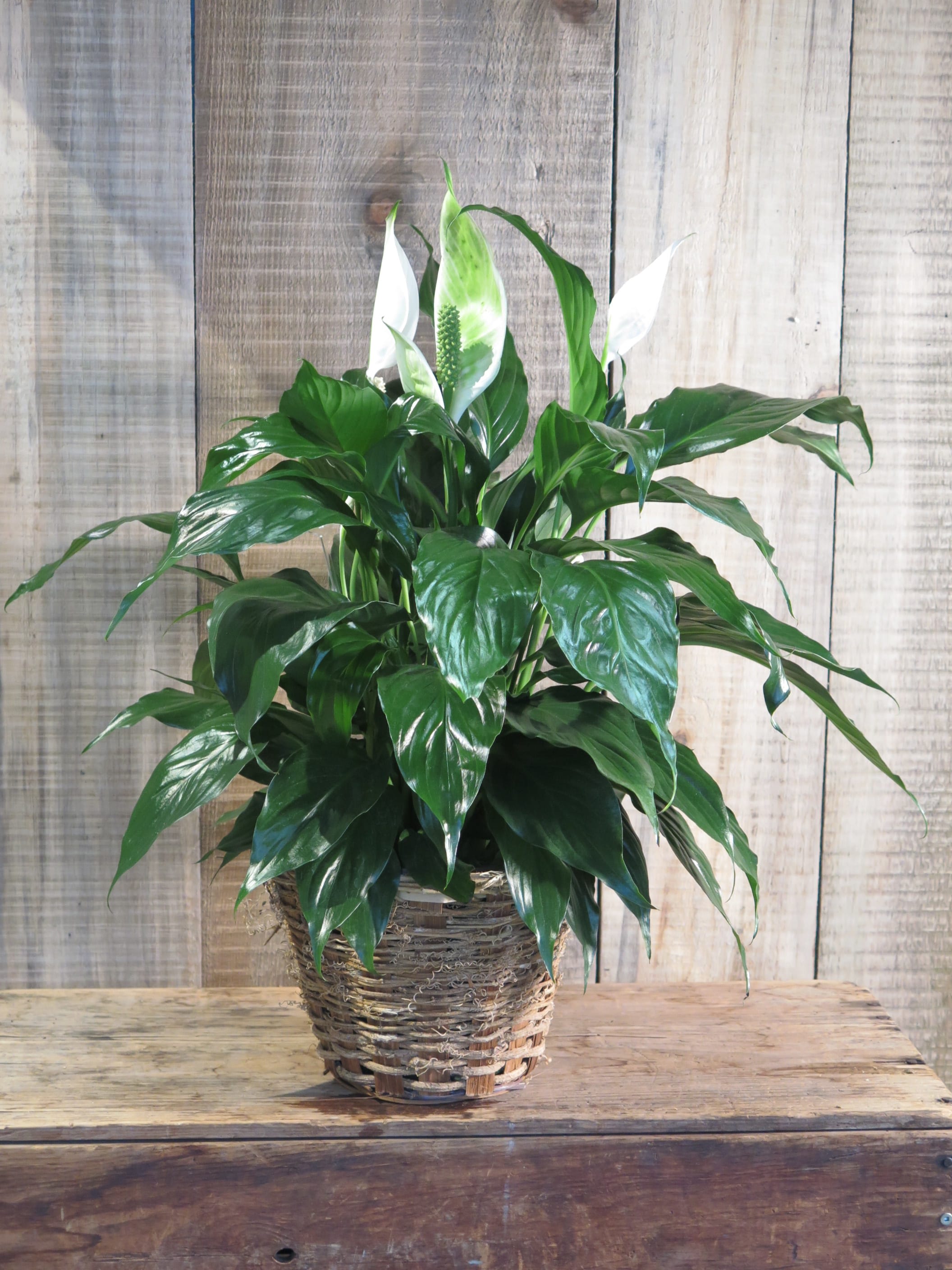 Peace Lily Spathiphyllum in Worcester, MA La Jolie Fleur