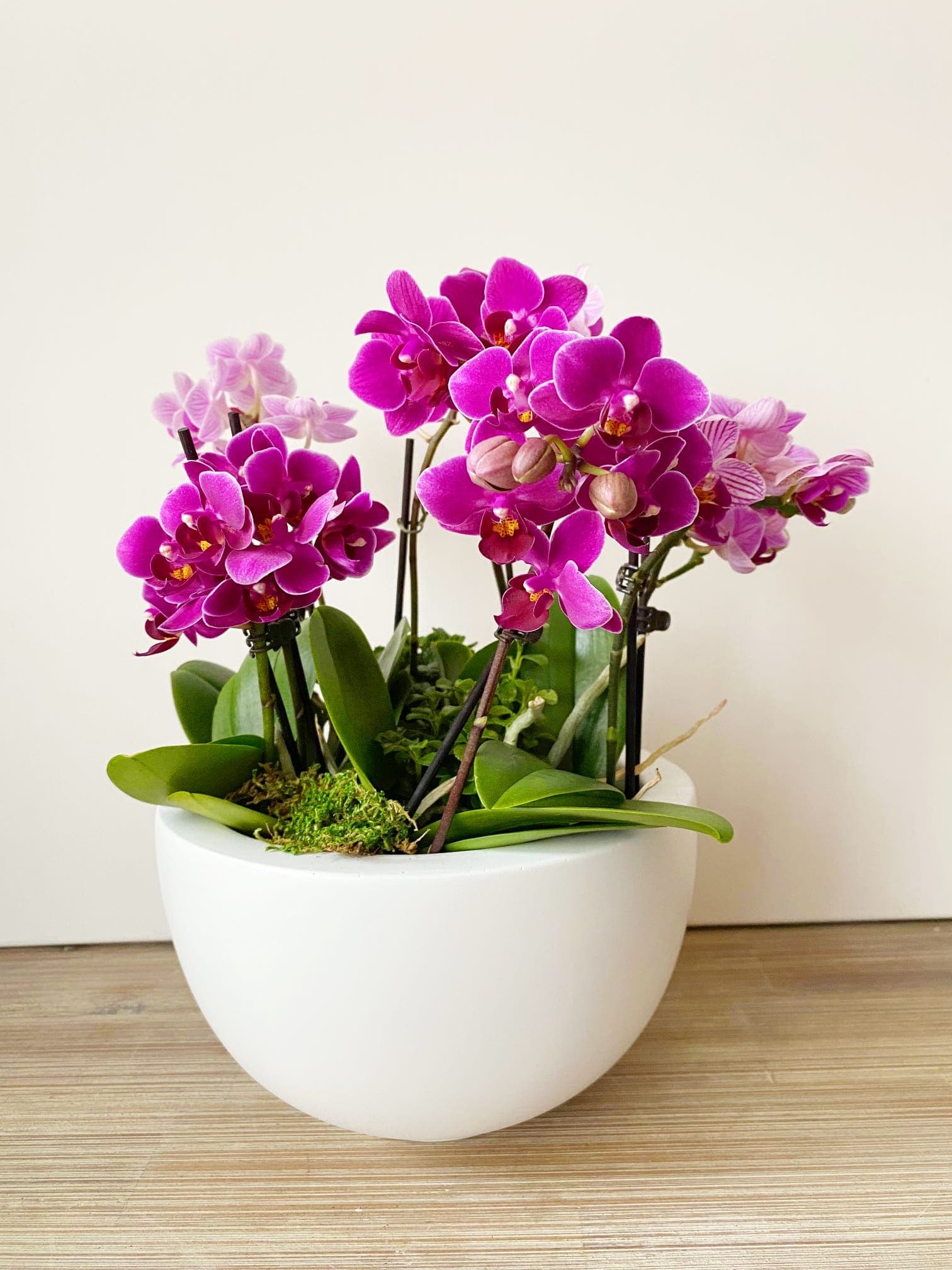 Adorable, colorful miniature orchids in Washington, DC Shoots and