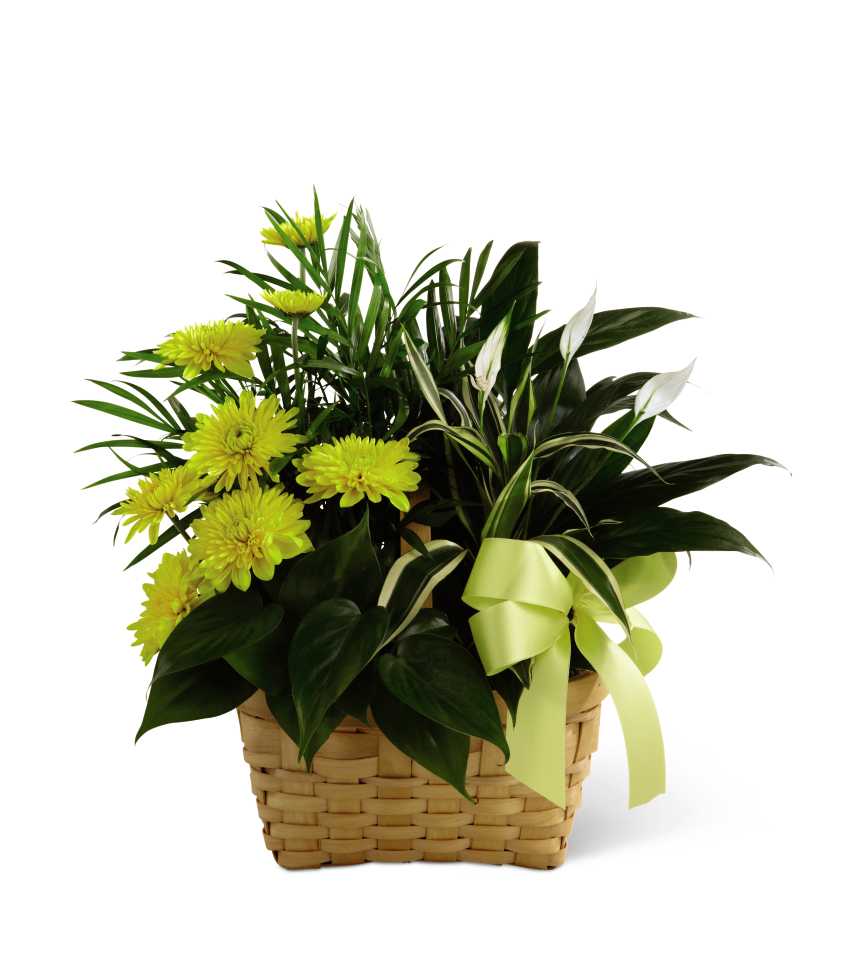 The FTD Loving Light Dishgarden - The FTD Loving Light Dishgarden is a ray of hope and a beautiful symbol of eternal life offered through our finest collection of plants. A palm plant, peace lily plant, dracaena plant and philodendron plant create an exquisite look when brought together in a 7-inch natural woodchip basket and accented with stems of bright yellow chrysanthemums. Adorned with a yellow satin ribbon, this gorgeous dishgarden will bring comfort and extend sympathy throughout the months ahead.