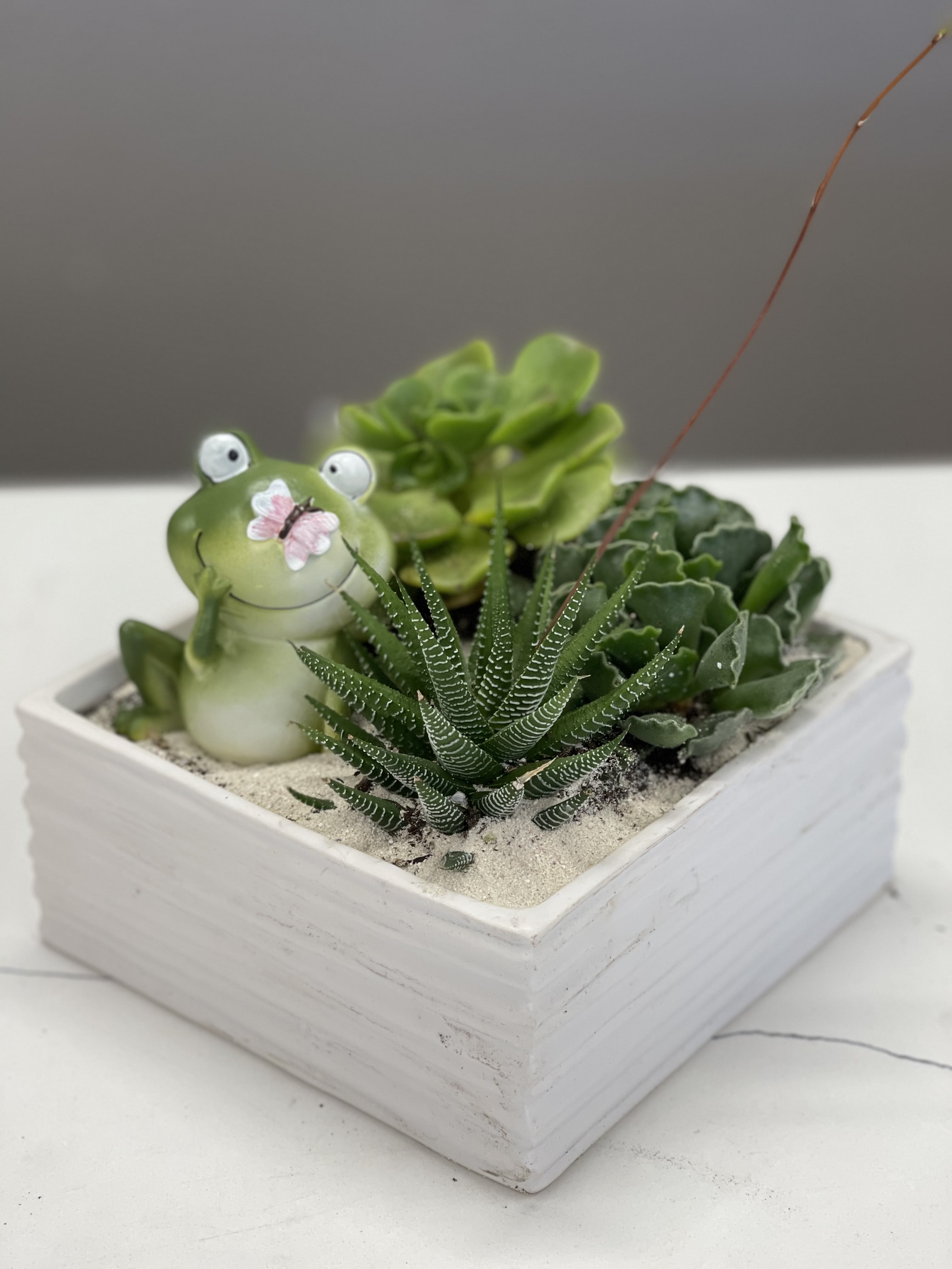 The Toad and their Butterfly  - Hang with these happy friends at your work desk or send to a loved one in this easy to care for succulent garden- Just lightly water once the soil is dry!