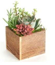 little gift in the sun - A little sunshine gift for your home. 