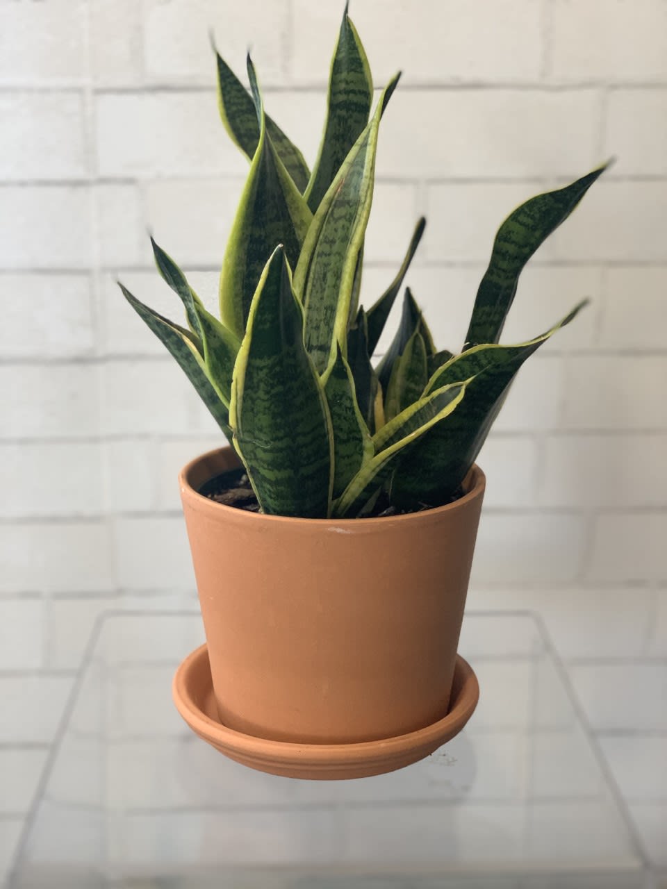6' Snake Plant in Terracotta in Lincoln, NE House of Flowers