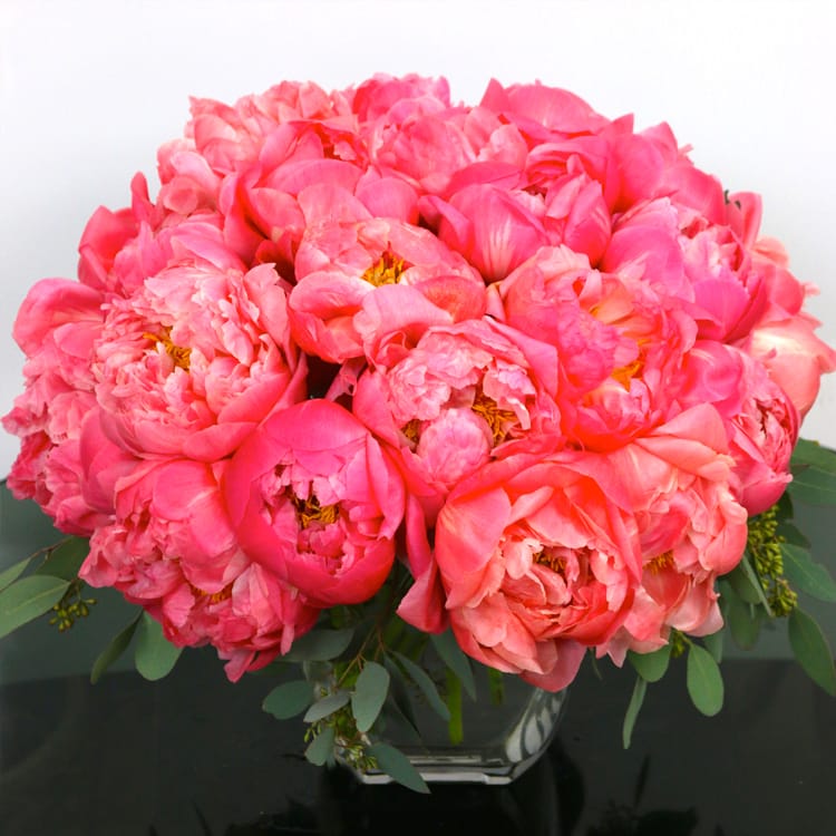 Coral Peonies in a Glass - 50 Coral Peonies in a vase