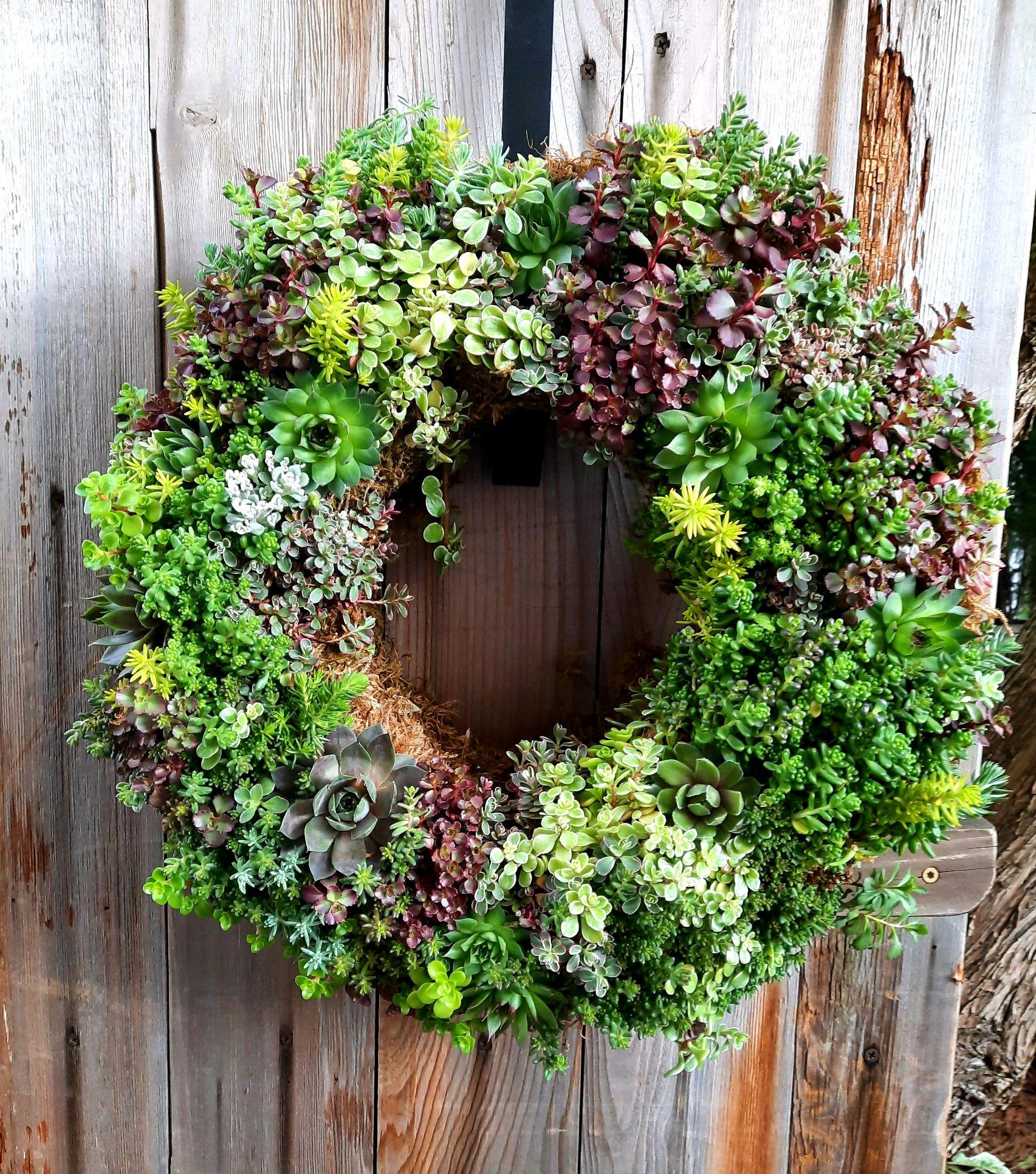 Succulent wreath hotsell