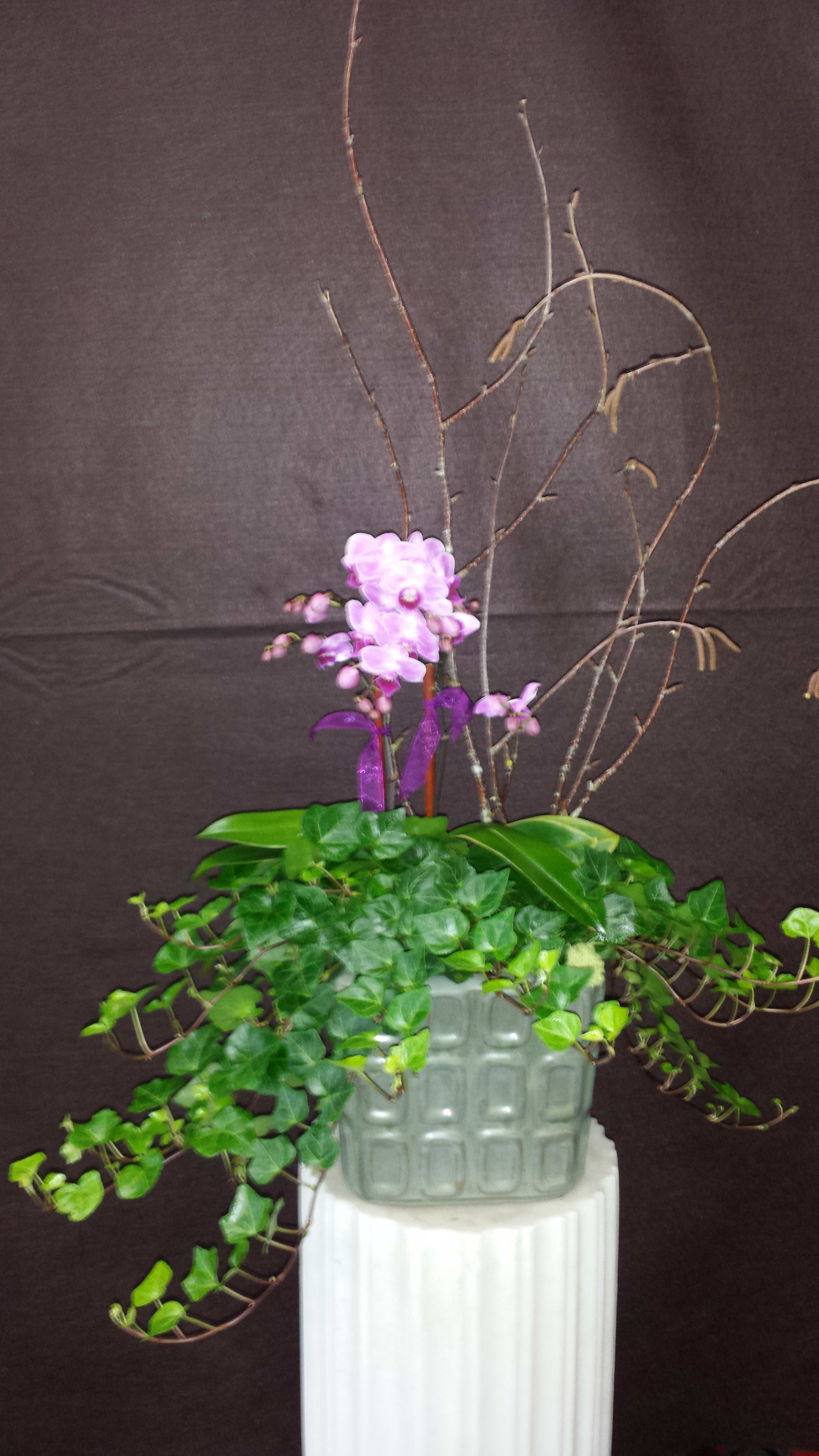 Ceramic Ivy - N/A