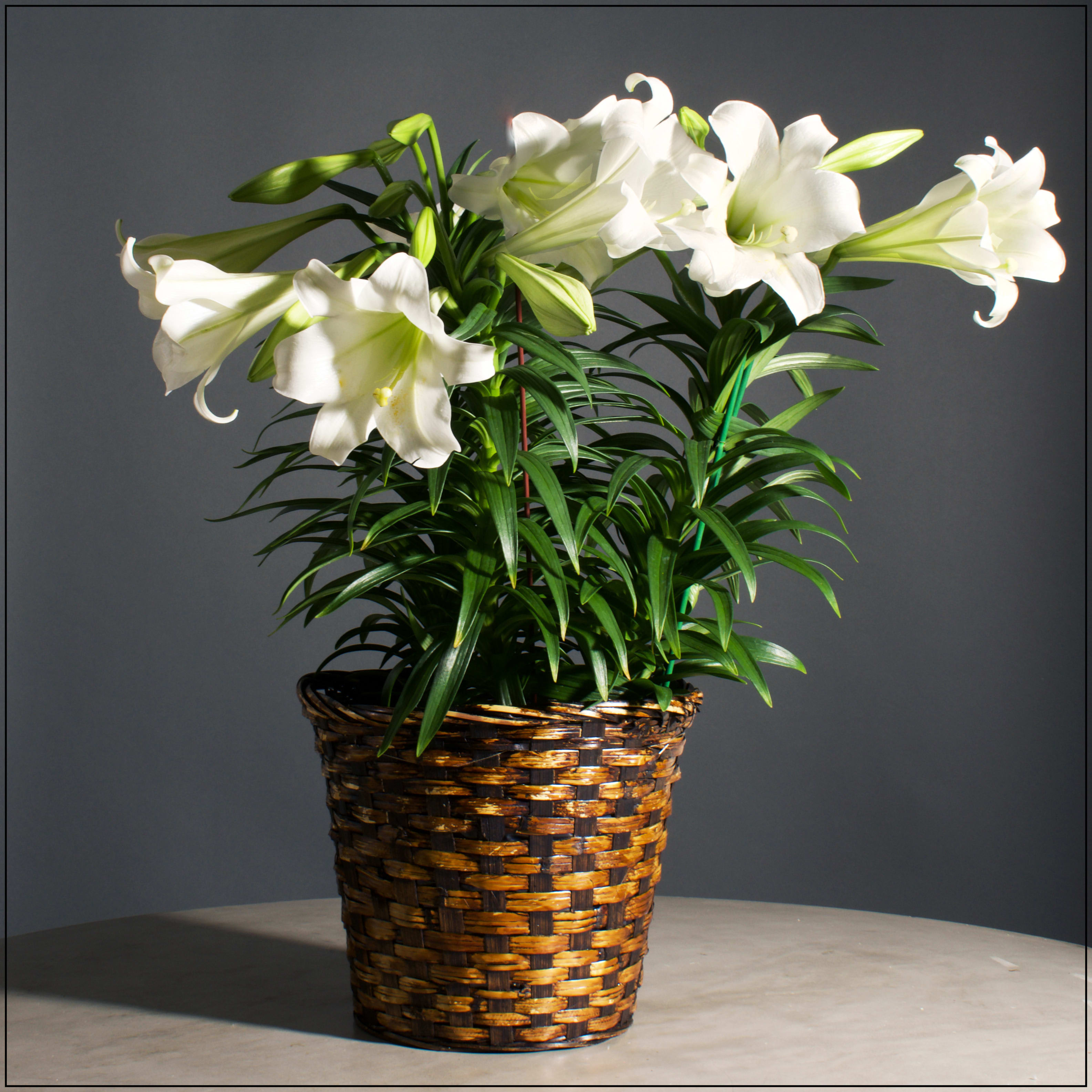 med-easter-lily-plant-by-fiddly-fig