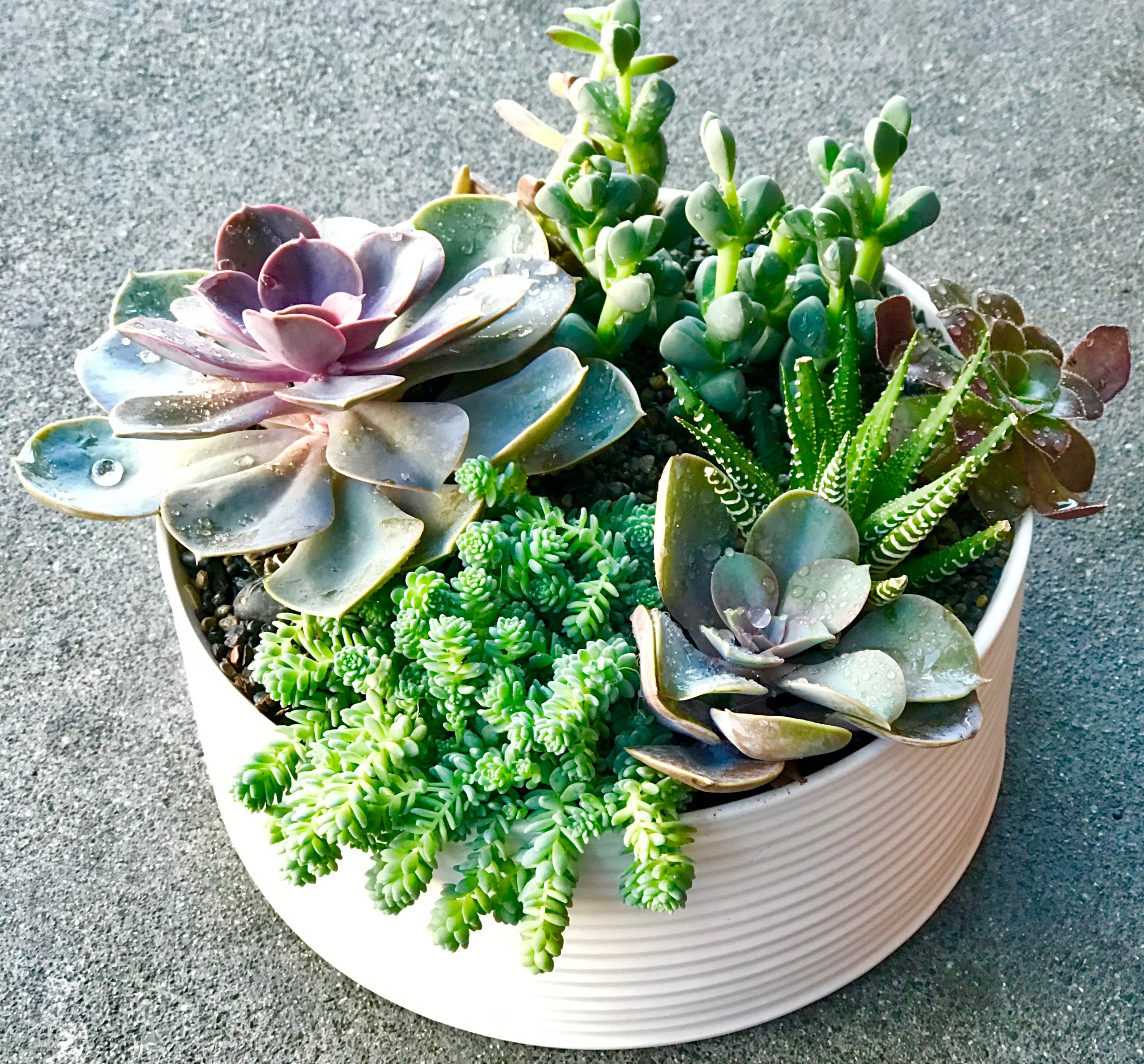 images Modern Succulent Floral Arrangements succulent modern in san francisco ca not just flowers