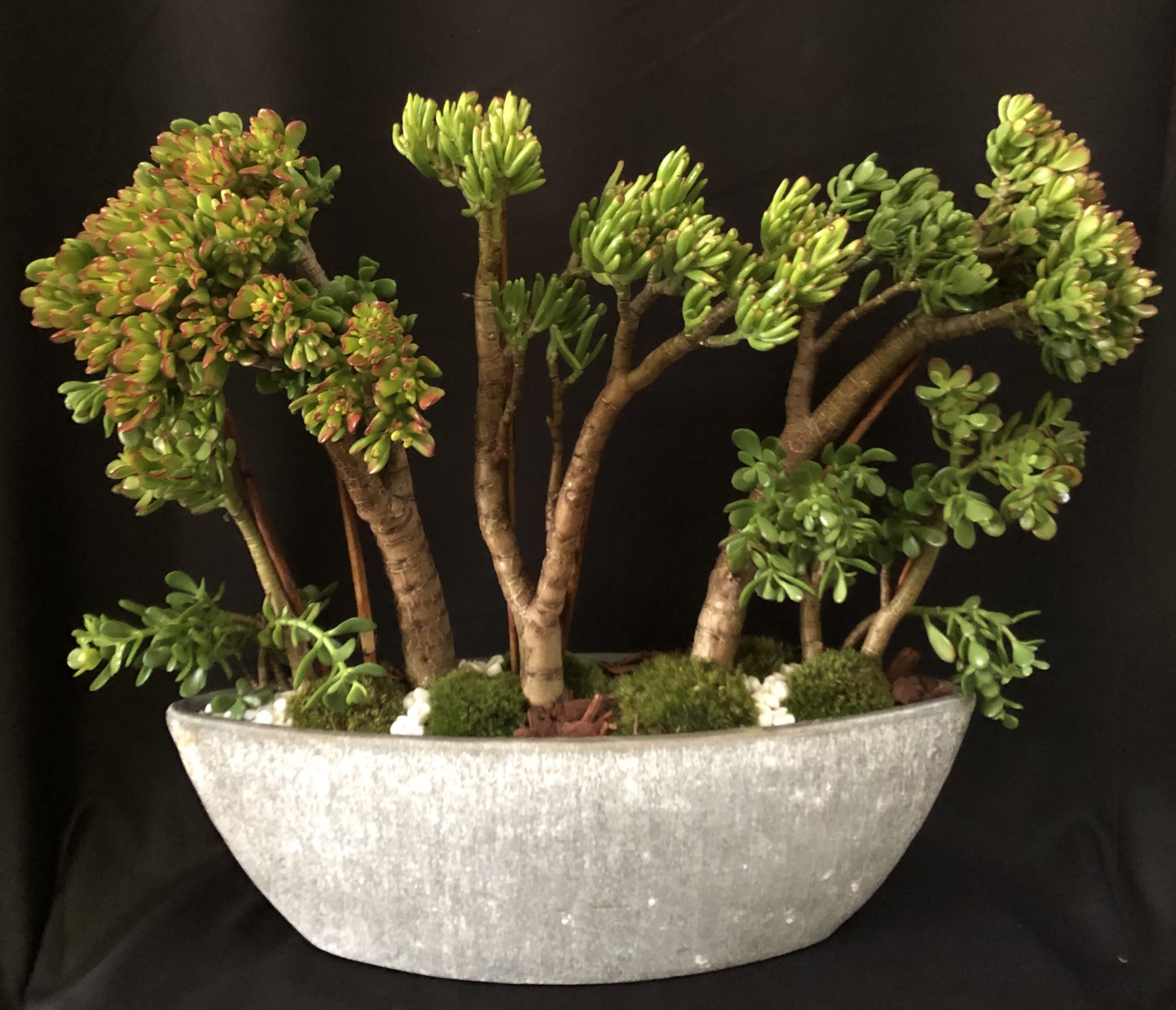 Art Meets Nature #EP21 -  Woody and Tall Jade Plants A Large Oval Ceramic  will capture any ones eyes, very impressive gift long lasting plant inside or out. Please call for availability or give us 3 days notice 
