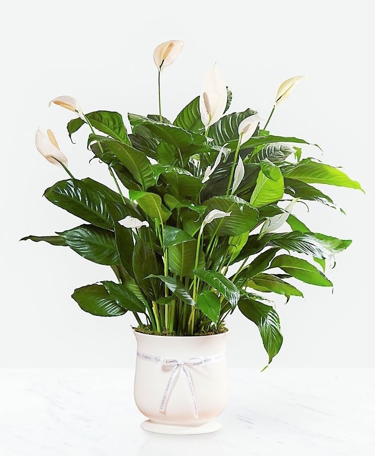 Comfort Planter Comfort Planter - The Comfort™ Planter offers unspoken words of hope and peace during this time of loss and sadness. Our stylish and sophisticated white ceramic planter holds an elegant 8" peace lily plant, which exhibits brilliant white tear-shaped blooms amongst dark green foliage for a simply beautiful effect. For the final accent, the ceramic planter is tied with a single white ribbon with the word, "Comfort," printed on it in black lettering, making this a wonderful way to say your final farewell and offer your sympathies to those left behind.