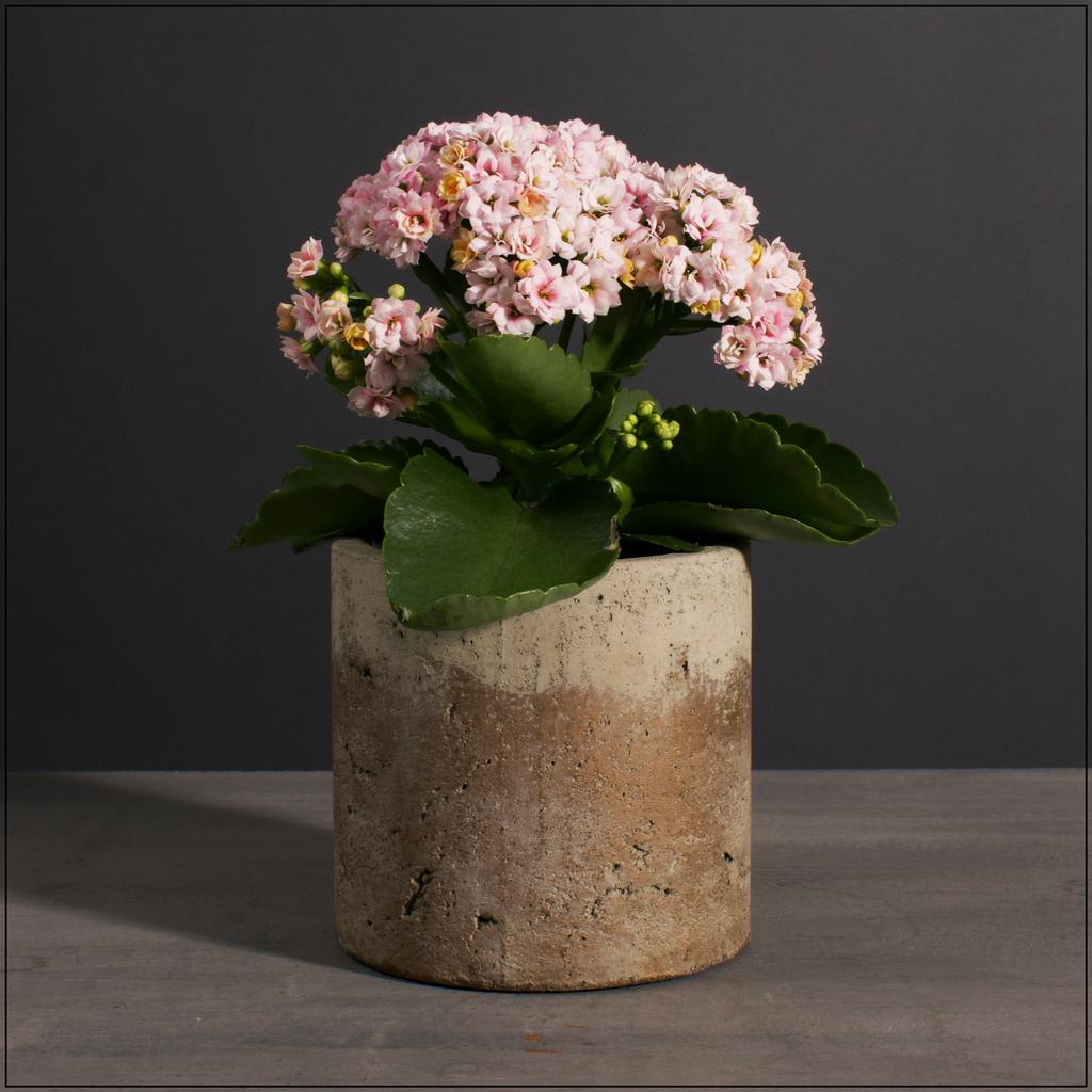 Sm Kalanchoe in Pot in Kansas City, MO Teefey Flowers and Gifts