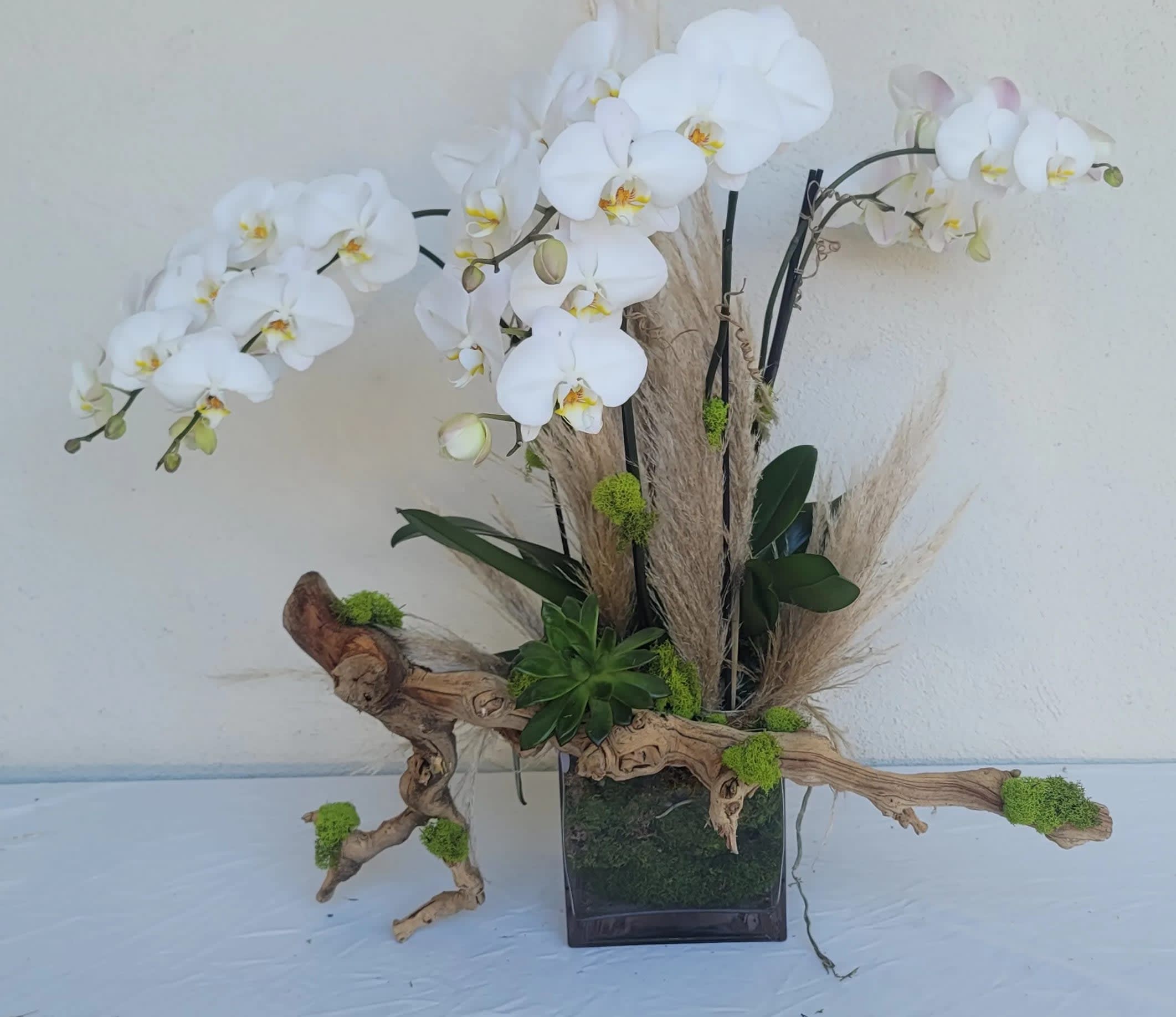 Orchid Plants In Toluca Lake Ca Just Gorgeous Flowers Gifts