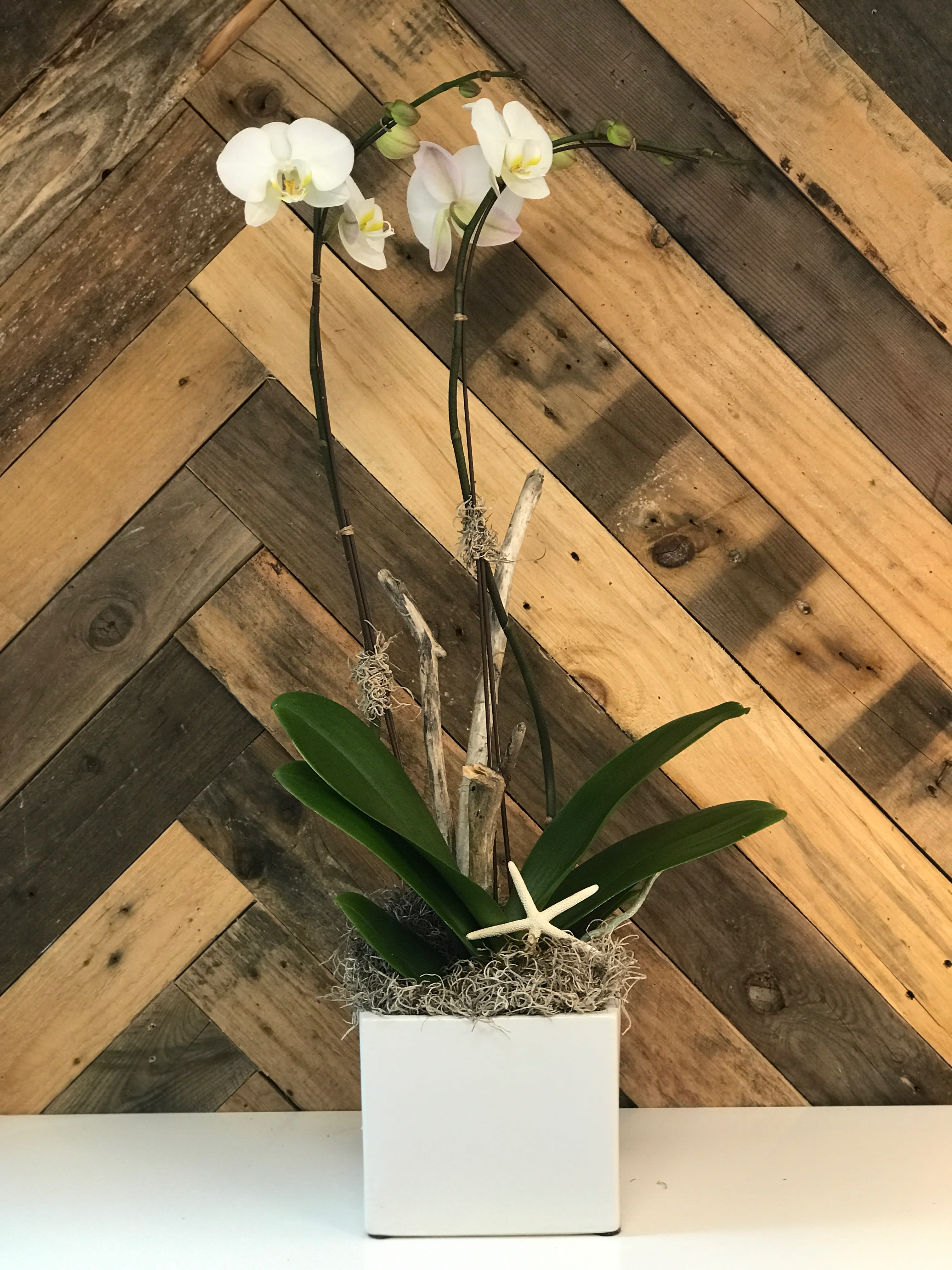 Beach Holiday Phalaenopsis Orchid Planter - Our Beach Holiday Orchid Planters are potted up in unique vessels of metal or ceramic and are accented with natural elements like driftwood, starfish, shells  and /or other nautical accoutrements.