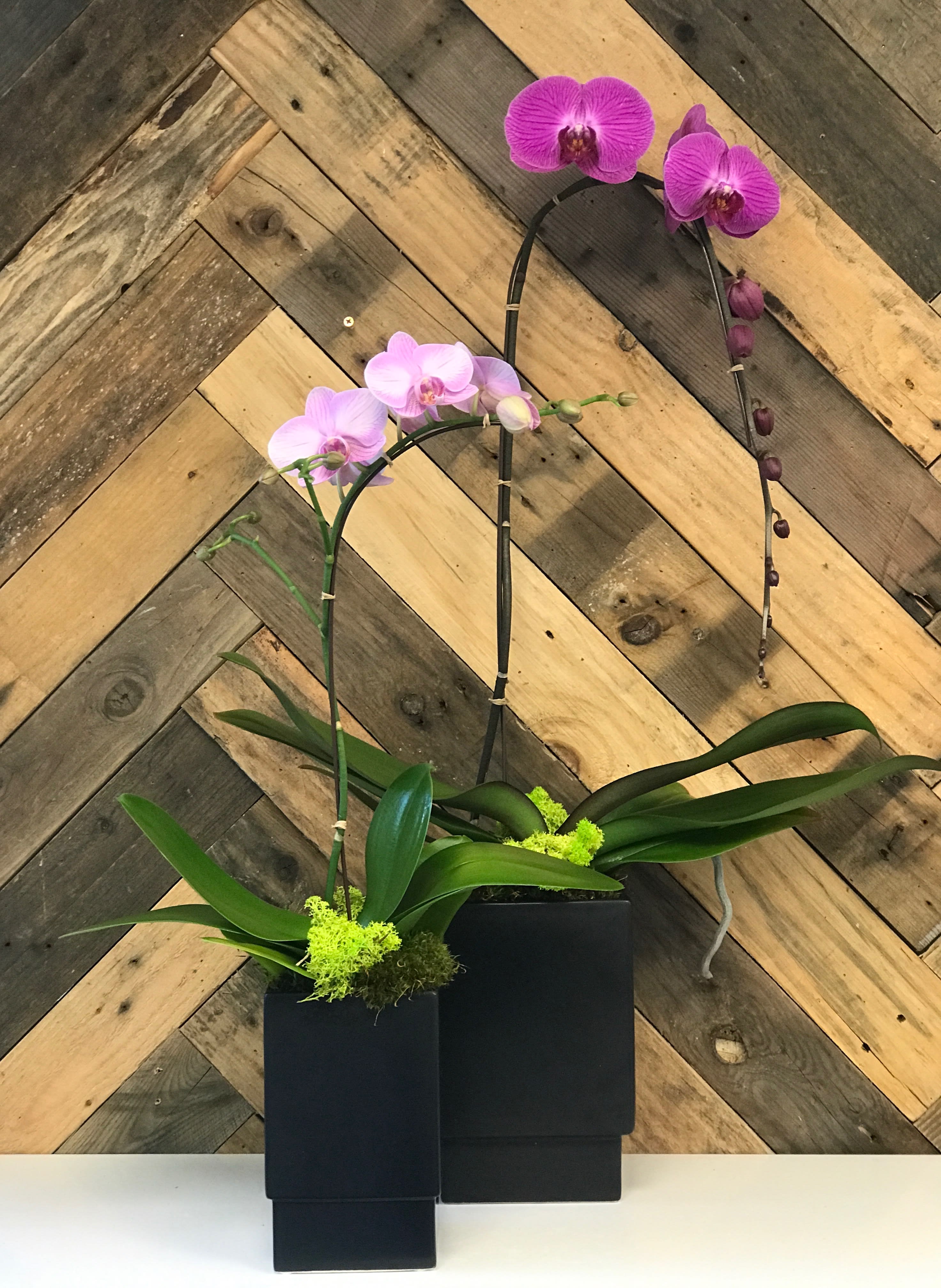 Single Color Phalaenopsis Orchid Planter Single Color Phalaenopsis Orchid Planter - Our orchid planters are potted up in unique vessels of metal or ceramic and are accented with natural accoutrements like moss, branches, lichen and polished rock.