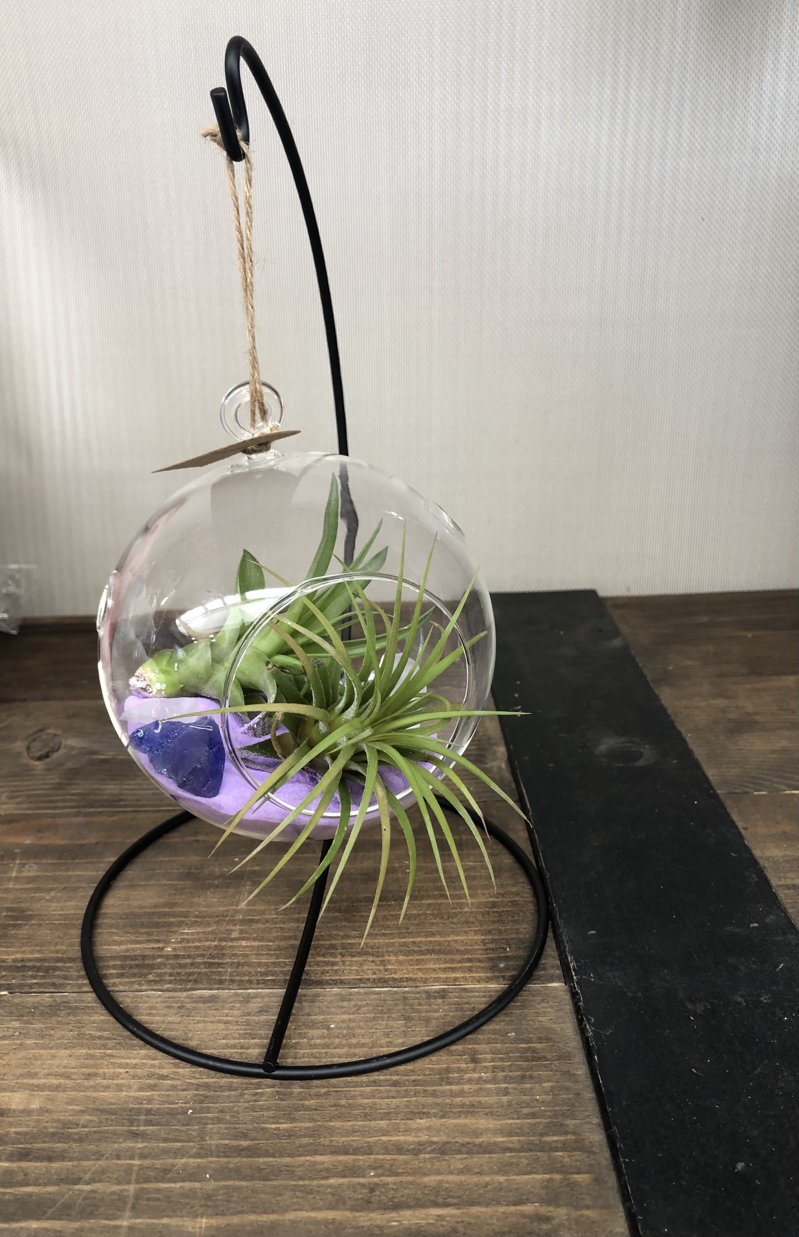 Hanging Air Plant Terrarium with Stand (2 air plants) in Boulder, CO