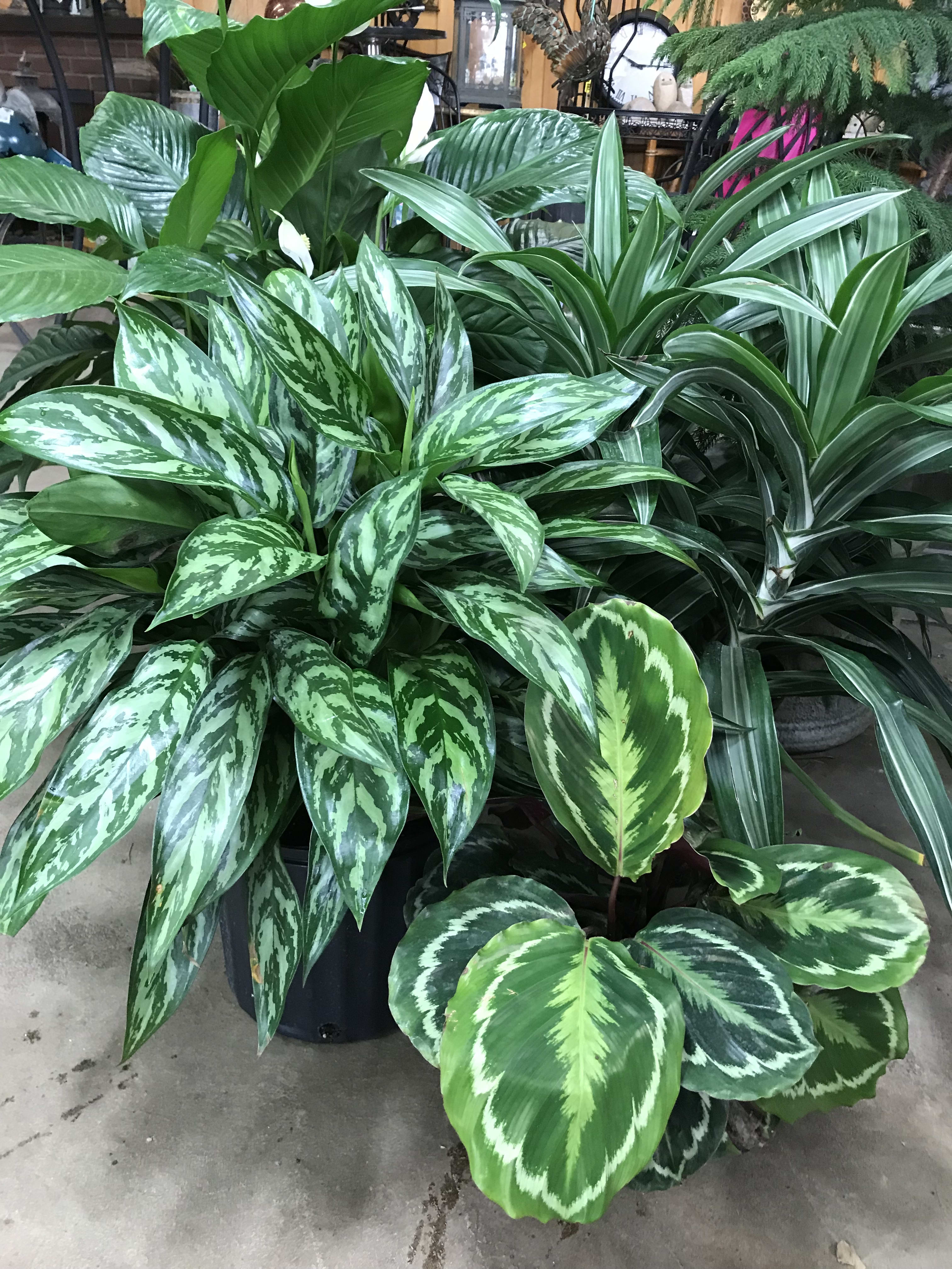 Lush plant deals