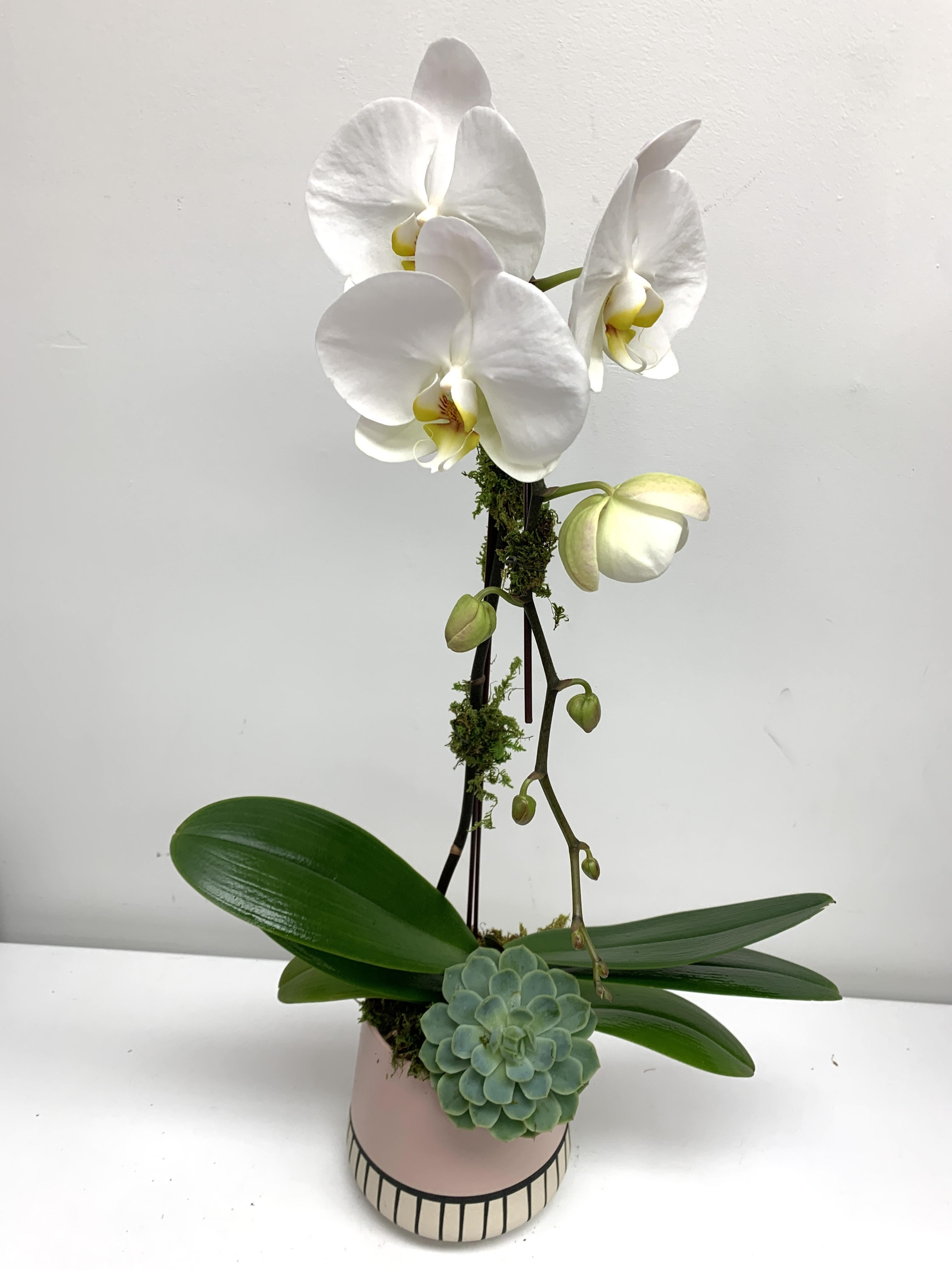 Single White Potted Orchid in Pink Pot Single White Potted Orchid in Pink Pot - Single White Potted Orchid in Pink Pot. Measures 24” tall x 6” wide.