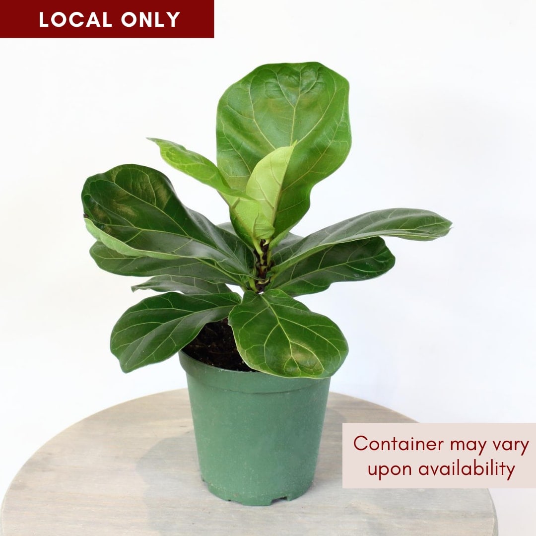 6 Ficus Lyrata By York Flowers