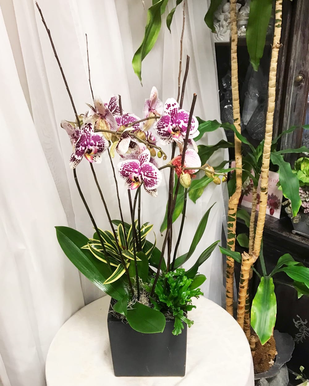 Luxury Orchid - Exotic and easy to care for, phalaenopsis orchids soothe and charm in any occasion. Our orchids come already planted in keepsake containers, with sculptural willow branches and other green plants that help keep this planter display-ready even when the orchid isn't in bloom.   Key notes for this design are a phalaenopsis orchid plant and keepsake container. If you would like to specify a color scheme, please leave us a note in the Florist Instructions field of your order when you check out!