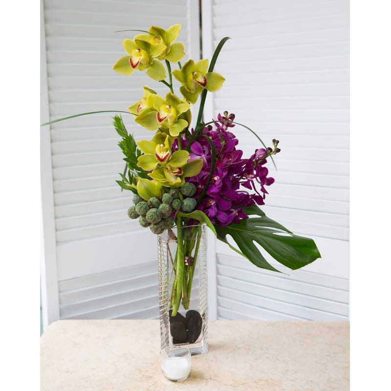 Orchids Forever in New Orleans, LA Ambrose Garden