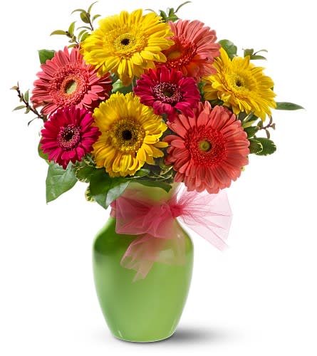 Daisy Dazzle - A big, cheerful bouquet of dazzling daisies in a bright lime green vase - accented with a fluffy pink bow - will leave them smiling with joy! It's like instant happiness. \          product details      marketing      description      arrangement      details    Yellow and pink gerberas and hot pink miniature gerberas â plus huckleberry, variegated pittosporum and salal â are delivered in a lime green classic urn decorated with a hot pink tulle ribbon. Approximately 11&quot; (W) x 15&quot; (H)  