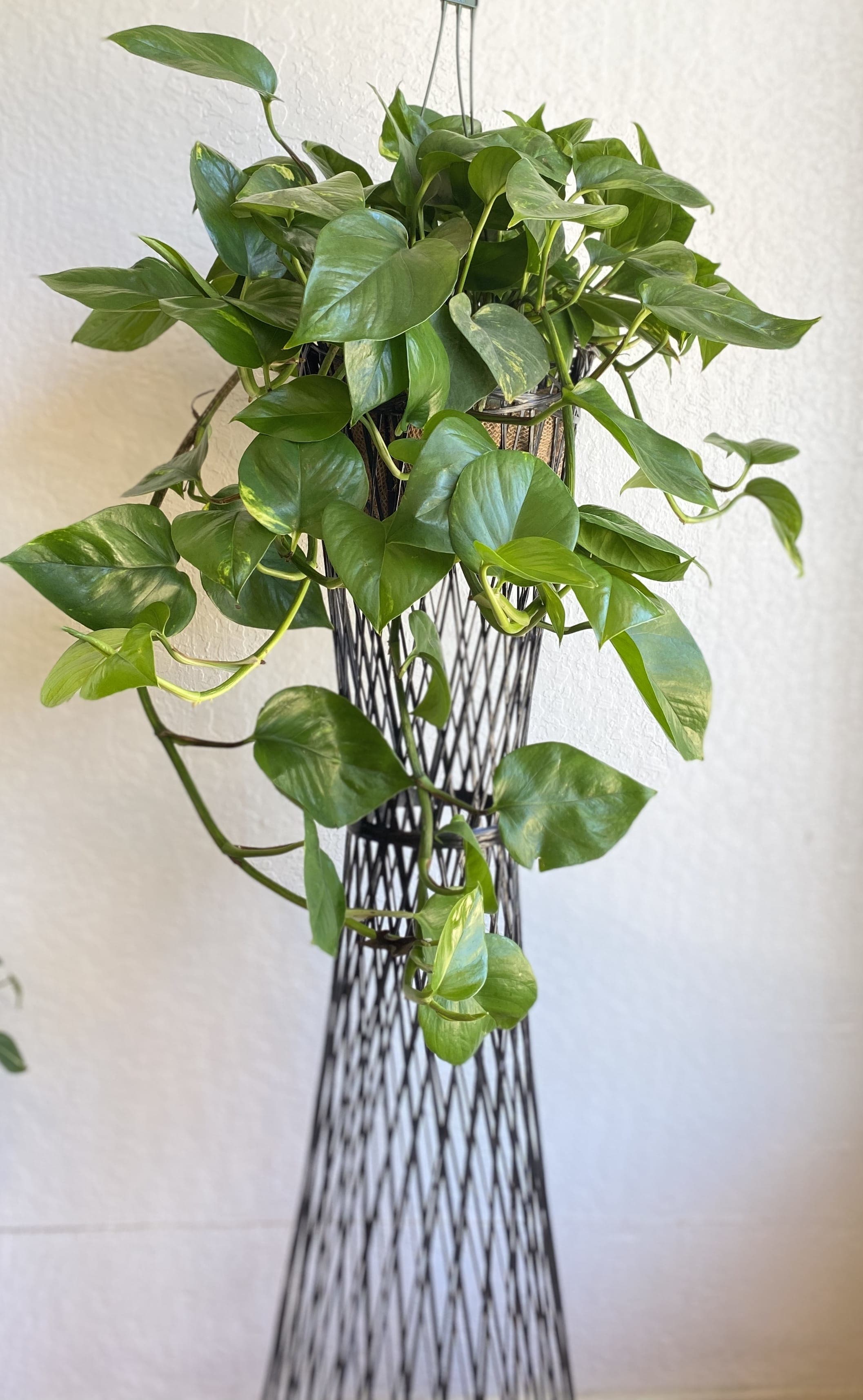 Pothos Plant. in Albany, CA   Momo's Flowers and More