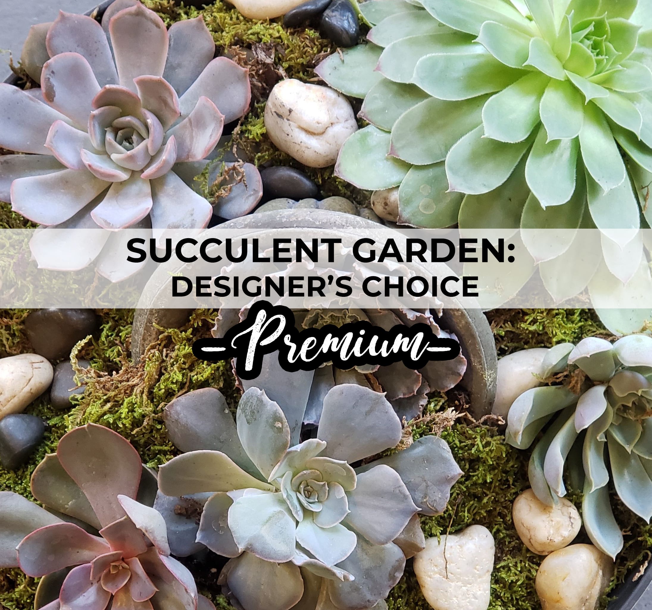 Succulent Garden: Designer's Choice - PREMIUM in Franklin, IN | JP Parker  Flowers